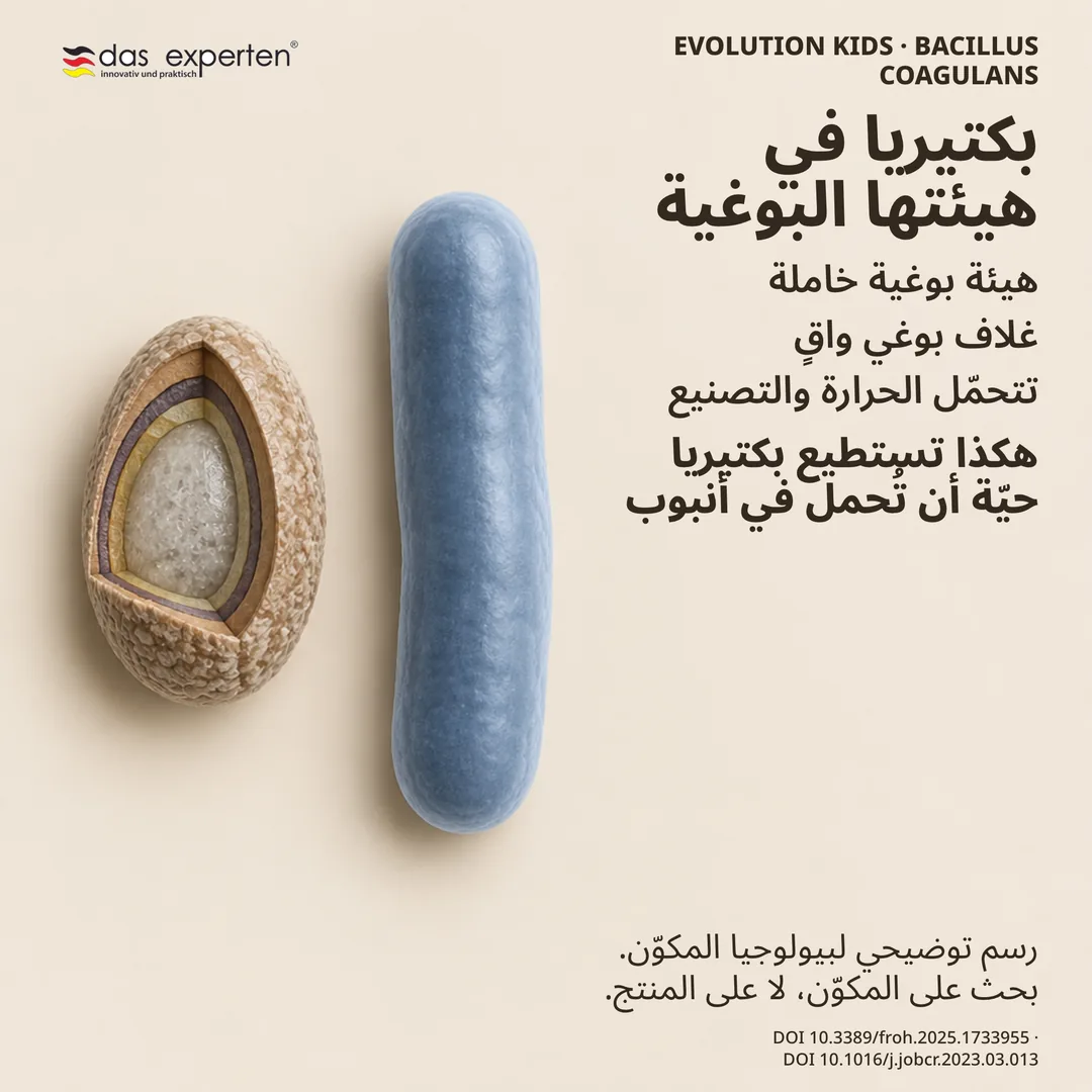 مخطط لبوغ خامل من Bacillus coagulans بغلافه الواقي إلى جانب الهيئة العصوية: رسم توضيحي للمكوّن