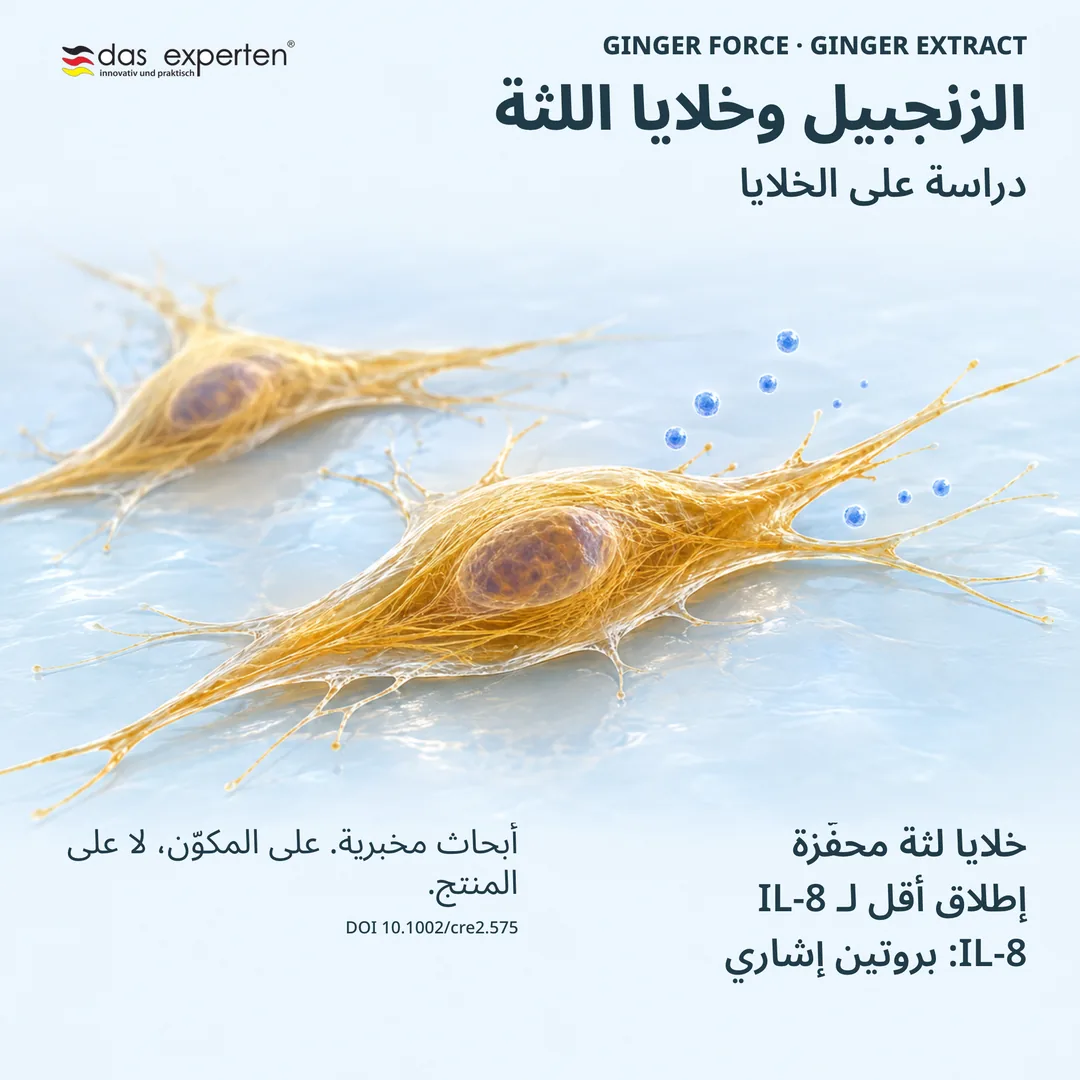 رسم توضيحي لخلايا لثة محفَّزة مع مستخلص الزنجبيل وإطلاق أقل لـ IL-8 في دراسة على الخلايا
