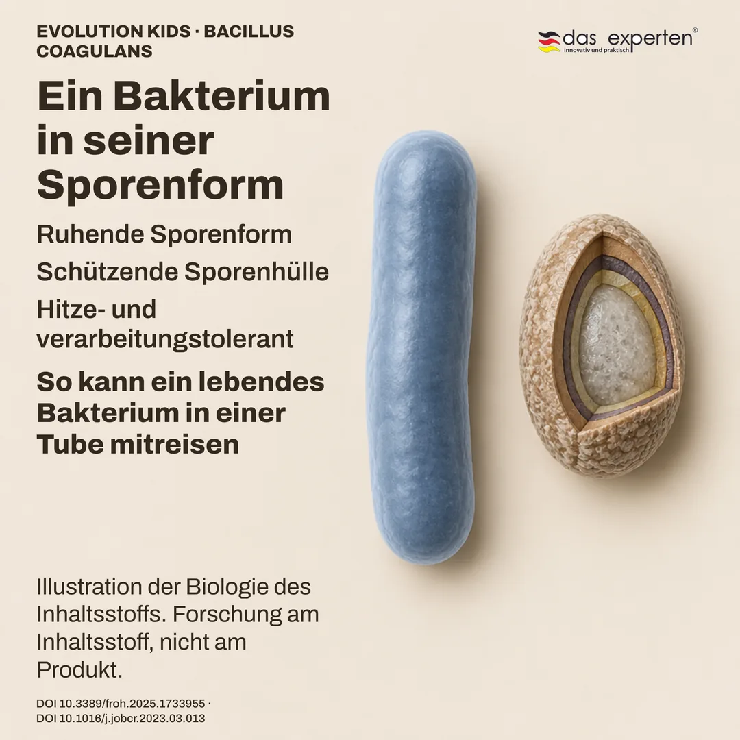 Schema einer ruhenden Bacillus-coagulans-Spore mit Schutzhülle neben der Stäbchenform: Illustration des Inhaltsstoffs