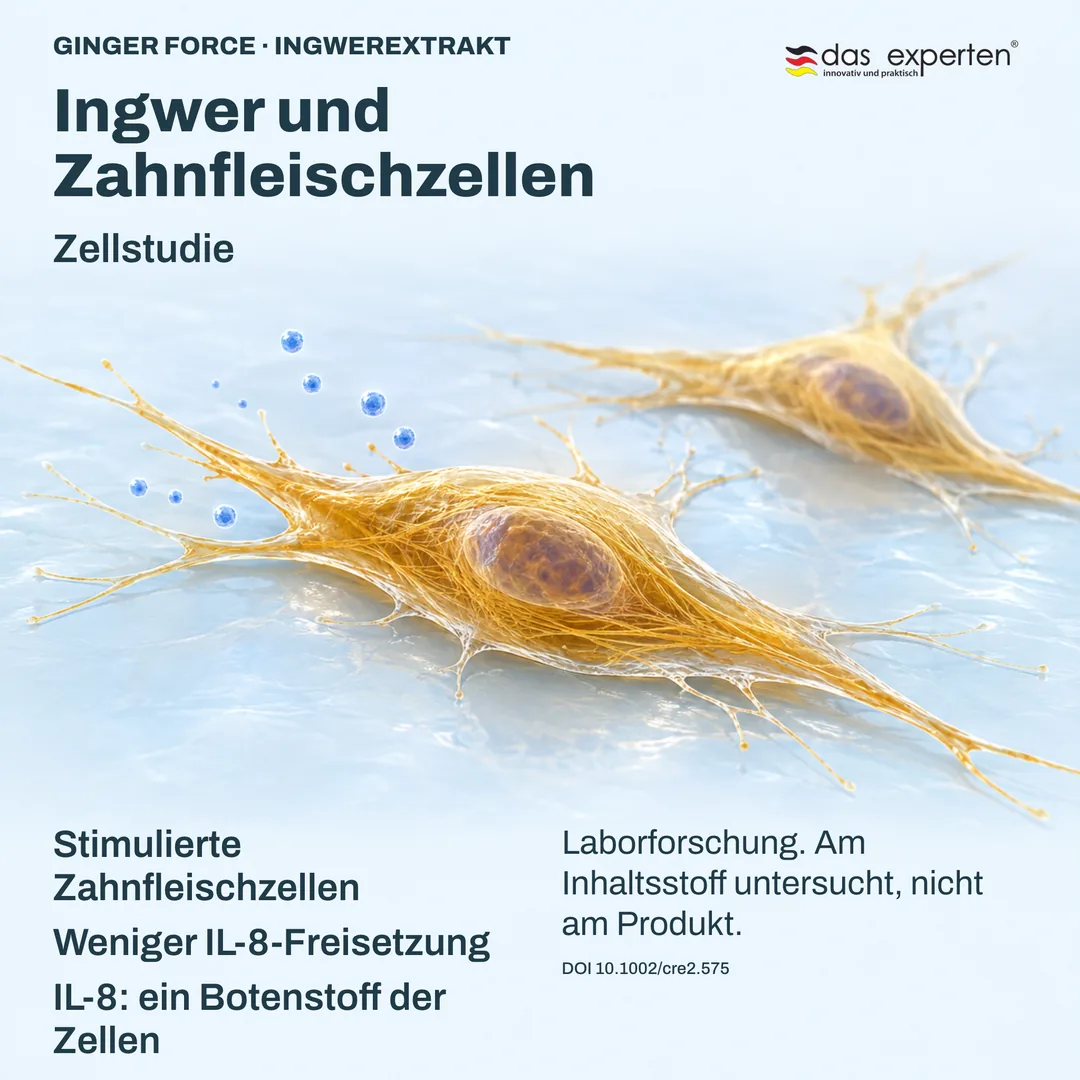 Illustration: Stimulierte Zahnfleischzellen setzen mit Ingwerextrakt weniger IL-8 frei, einen Botenstoff, in einer Zellstudie