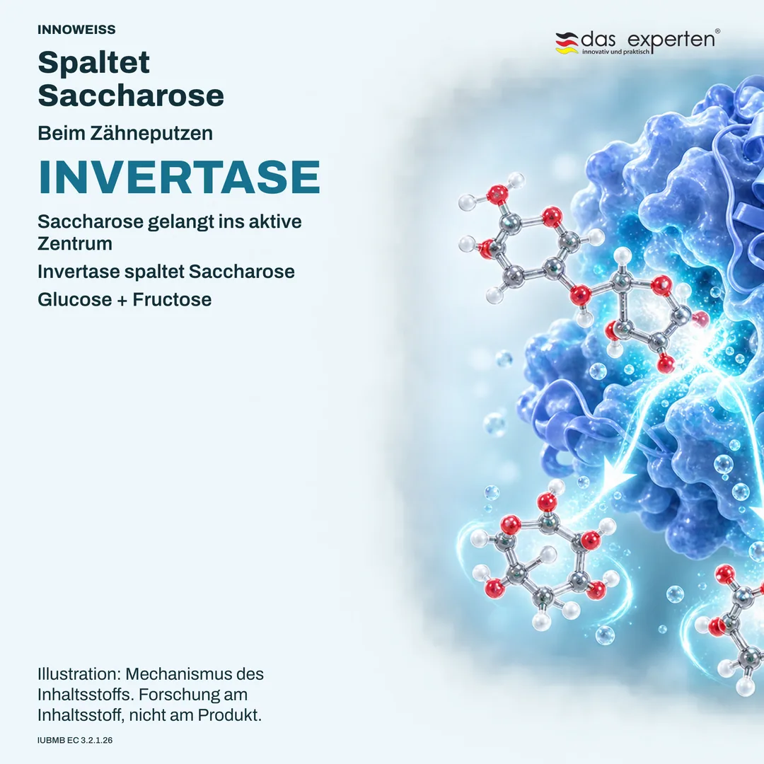 Illustration: Invertase spaltet Saccharose beim Zähneputzen in Glucose und Fructose