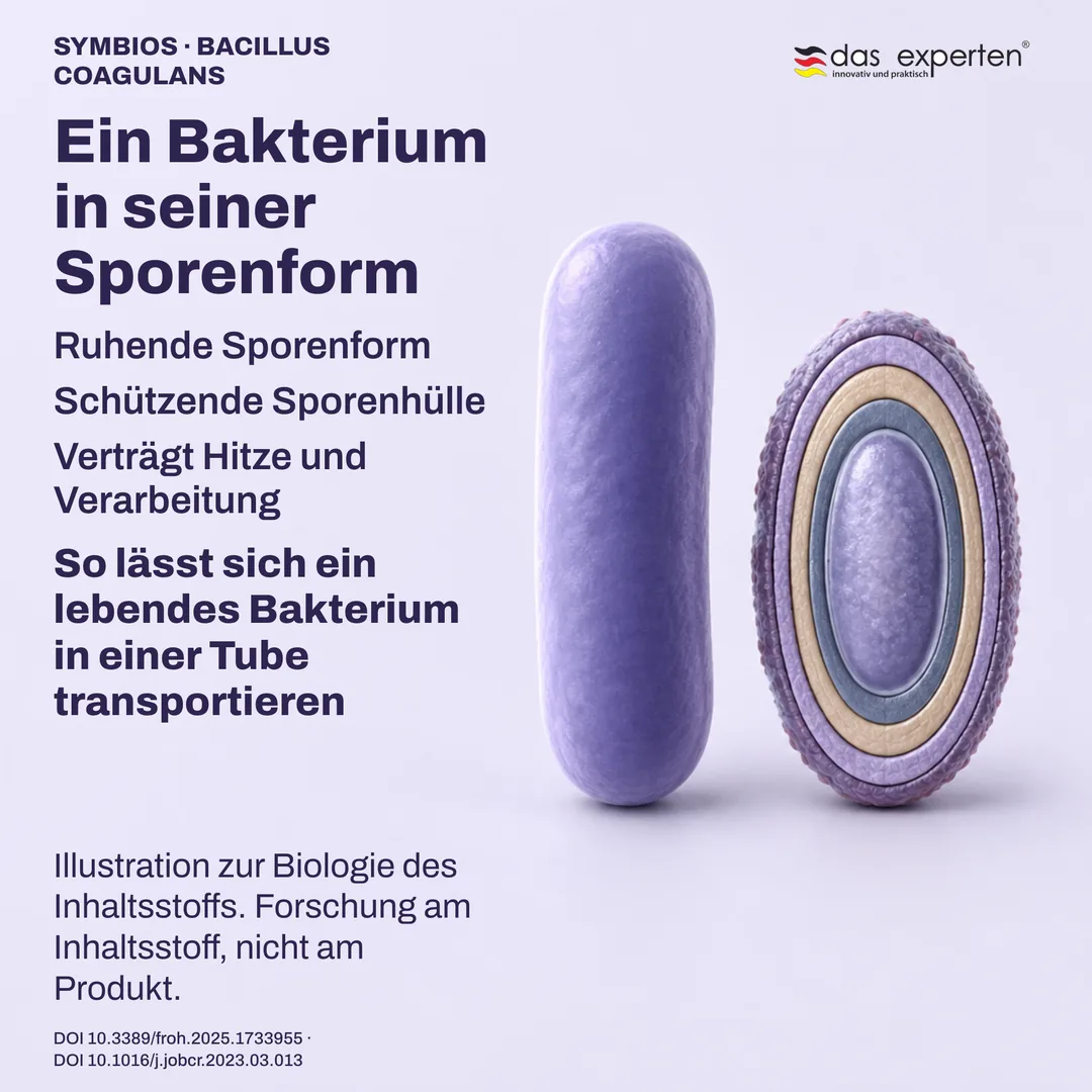 Schematische ruhende Spore mit Schutzhülle neben einer vegetativen Zelle, Illustration zur Biologie des Inhaltsstoffs