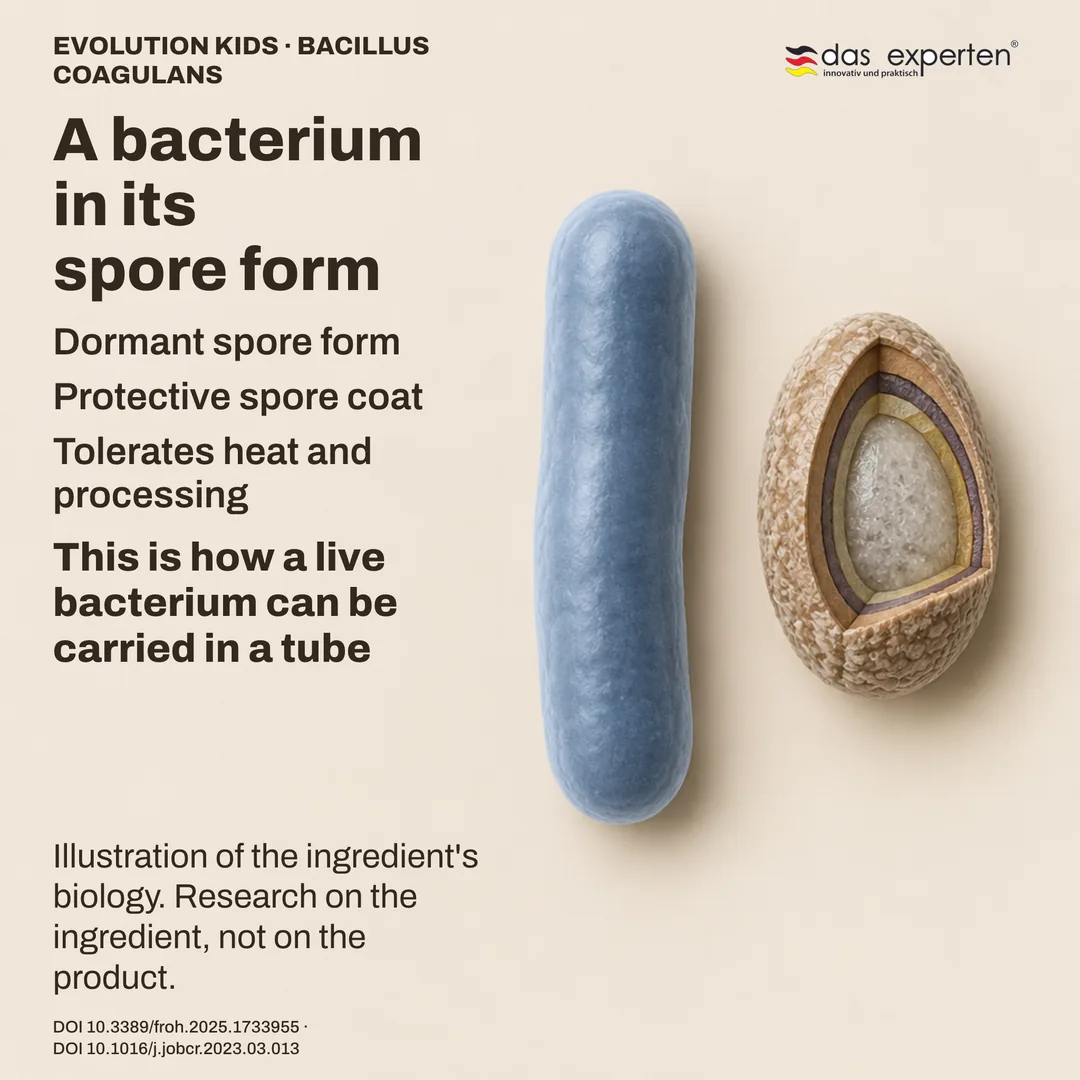 Schematic of a dormant Bacillus coagulans spore with its protective coat beside a vegetative rod: ingredient illustration