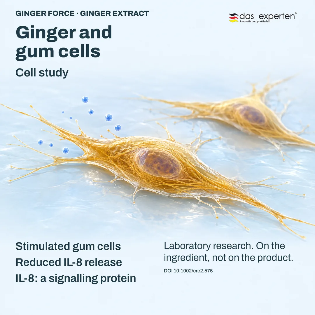 Illustration of stimulated gum cells releasing less IL-8, a signalling protein, with ginger extract in a cell study
