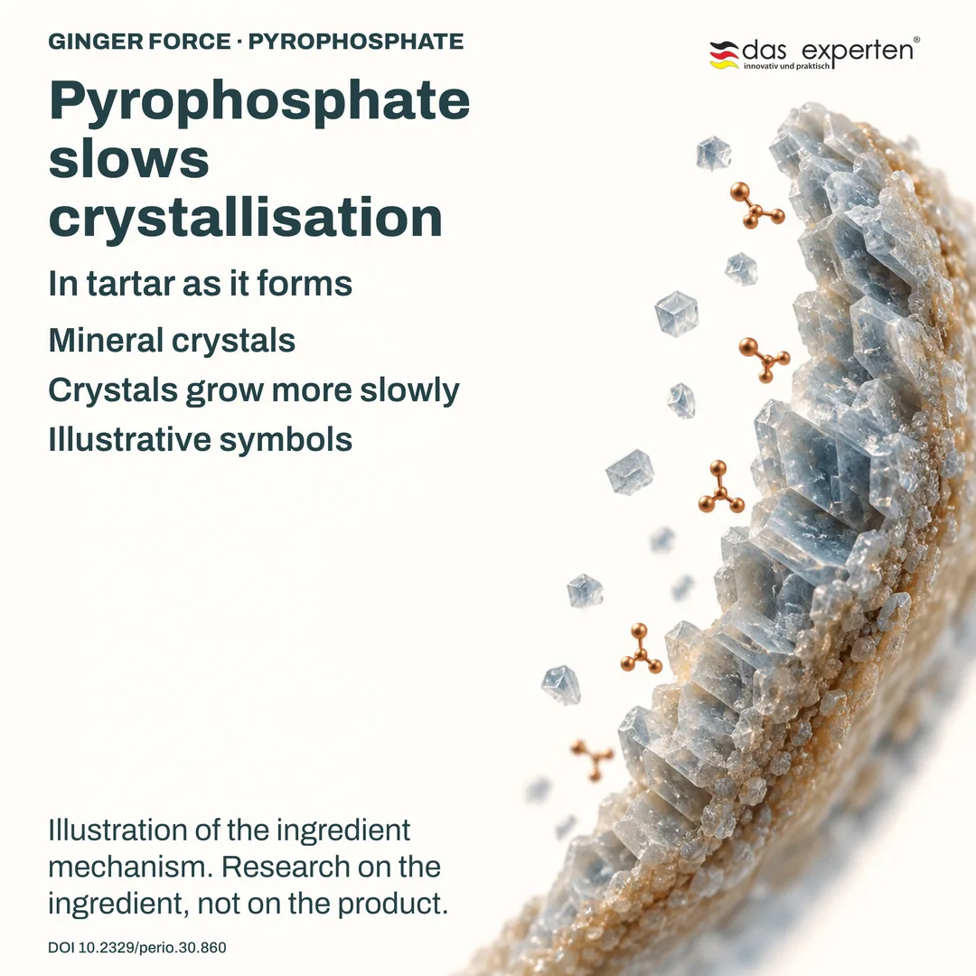 Illustration of mineral crystals in forming tartar growing more slowly with pyrophosphate