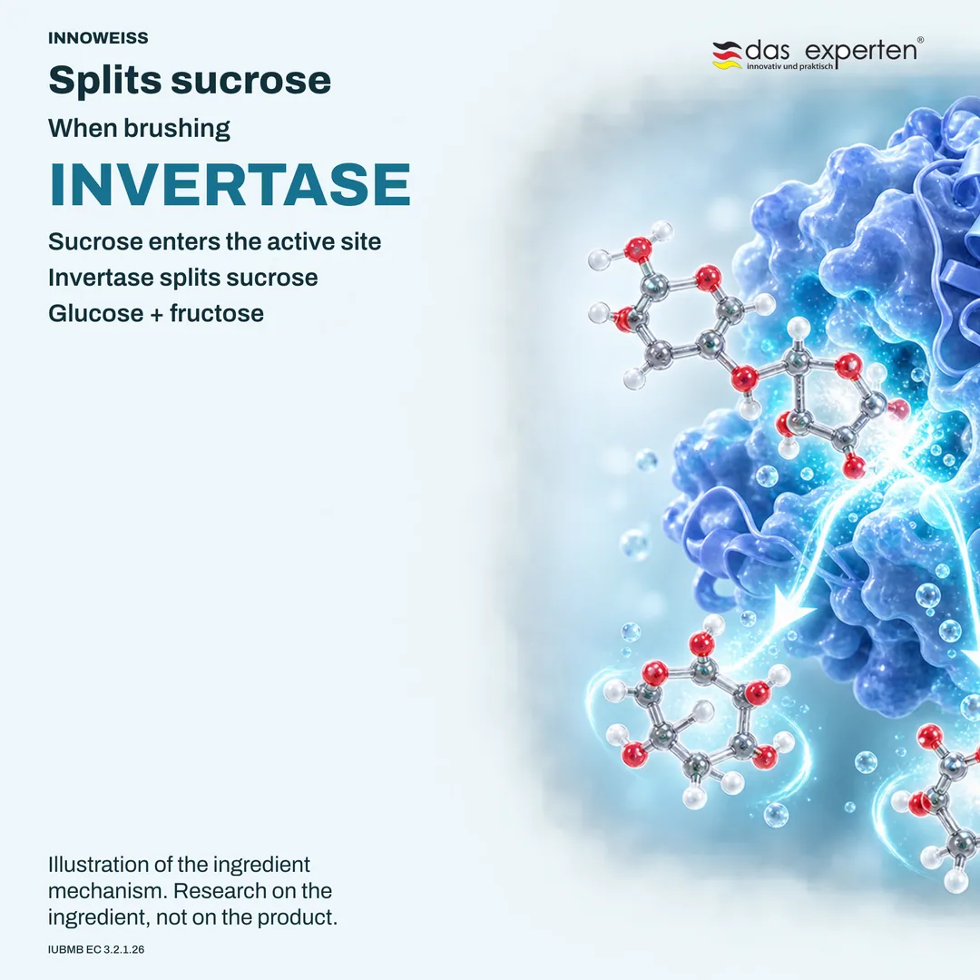 Illustration of invertase splitting sucrose into glucose and fructose during brushing