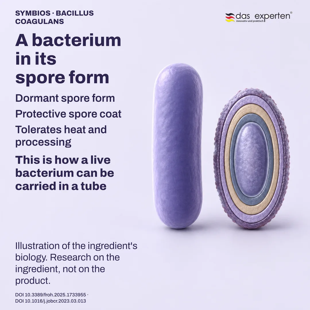 Schematic dormant spore with its protective coat beside a vegetative rod, an illustration of the ingredient's biology
