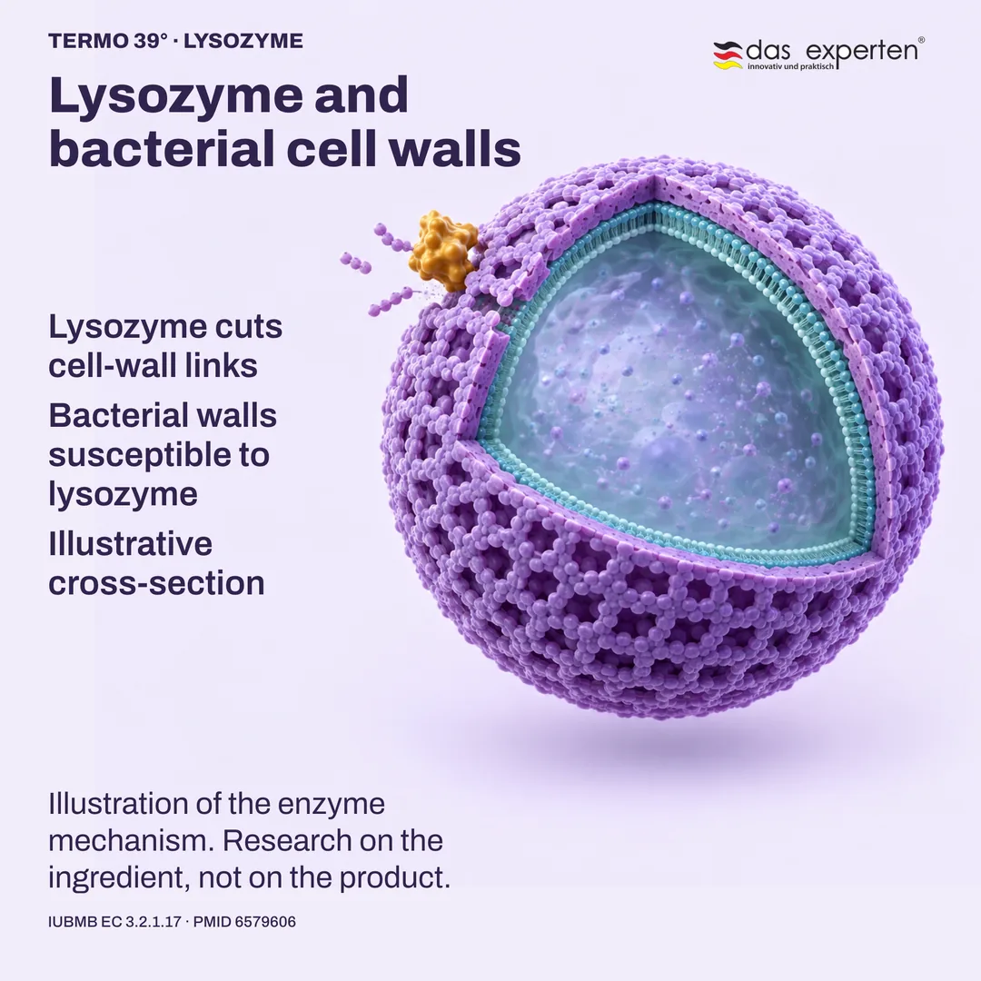 Illustrative cross-section: lysozyme cuts links in a bacterial cell wall susceptible to lysozyme