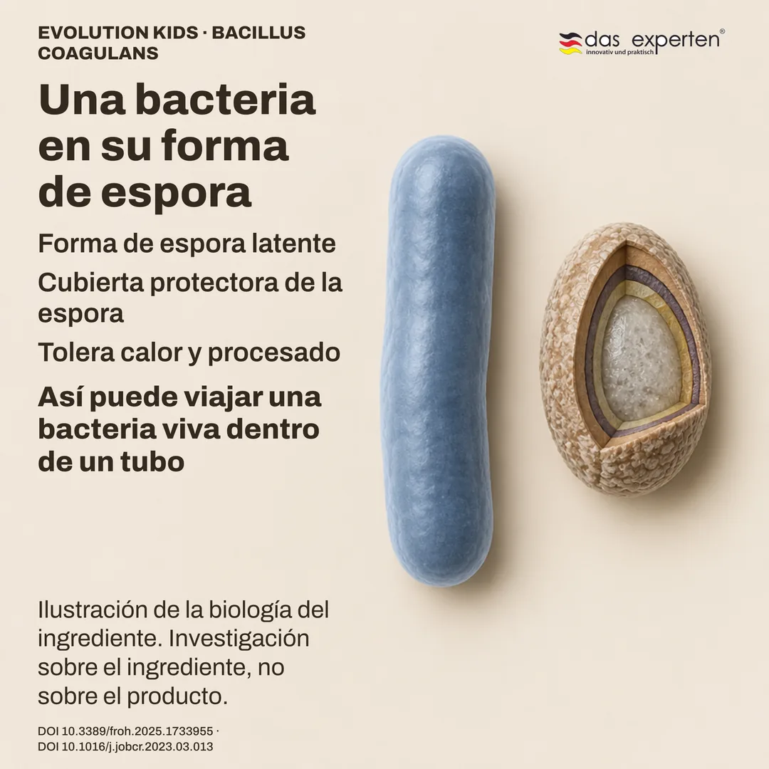 Esquema de una espora latente de Bacillus coagulans con su cubierta junto a la forma bacilar: ilustración
