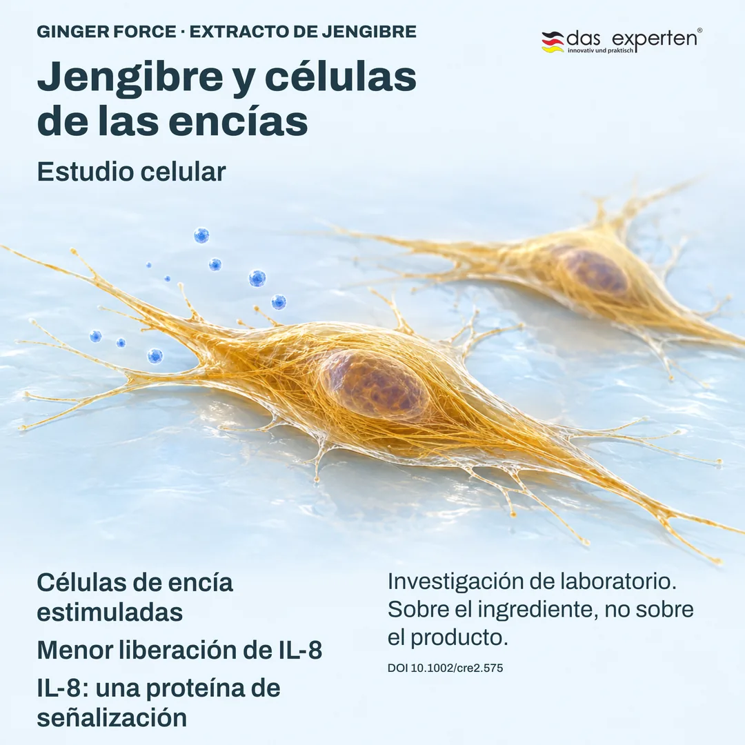 Ilustración de células de encía estimuladas que liberan menos IL-8, proteína de señalización, con extracto de jengibre