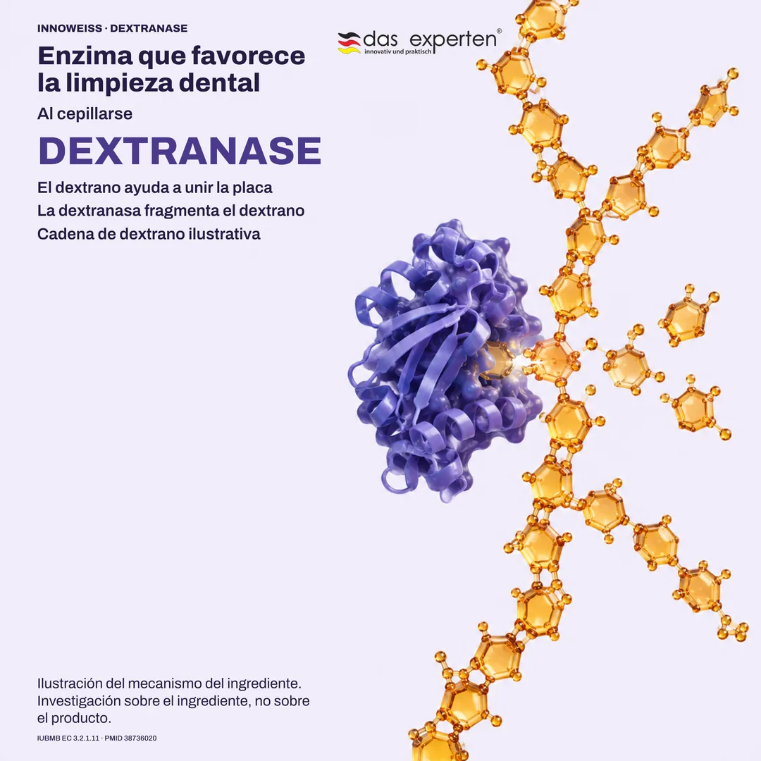 Ilustración de la dextranasa fragmentando una cadena de dextrano: enzima que favorece la limpieza dental al cepillarse