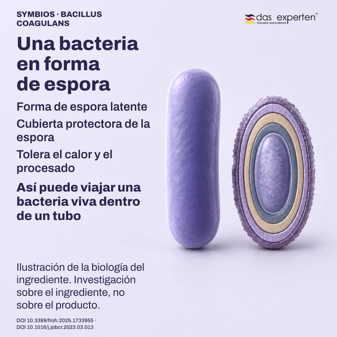 Espora latente ilustrada con su cubierta protectora junto a una célula vegetativa: biología del ingrediente