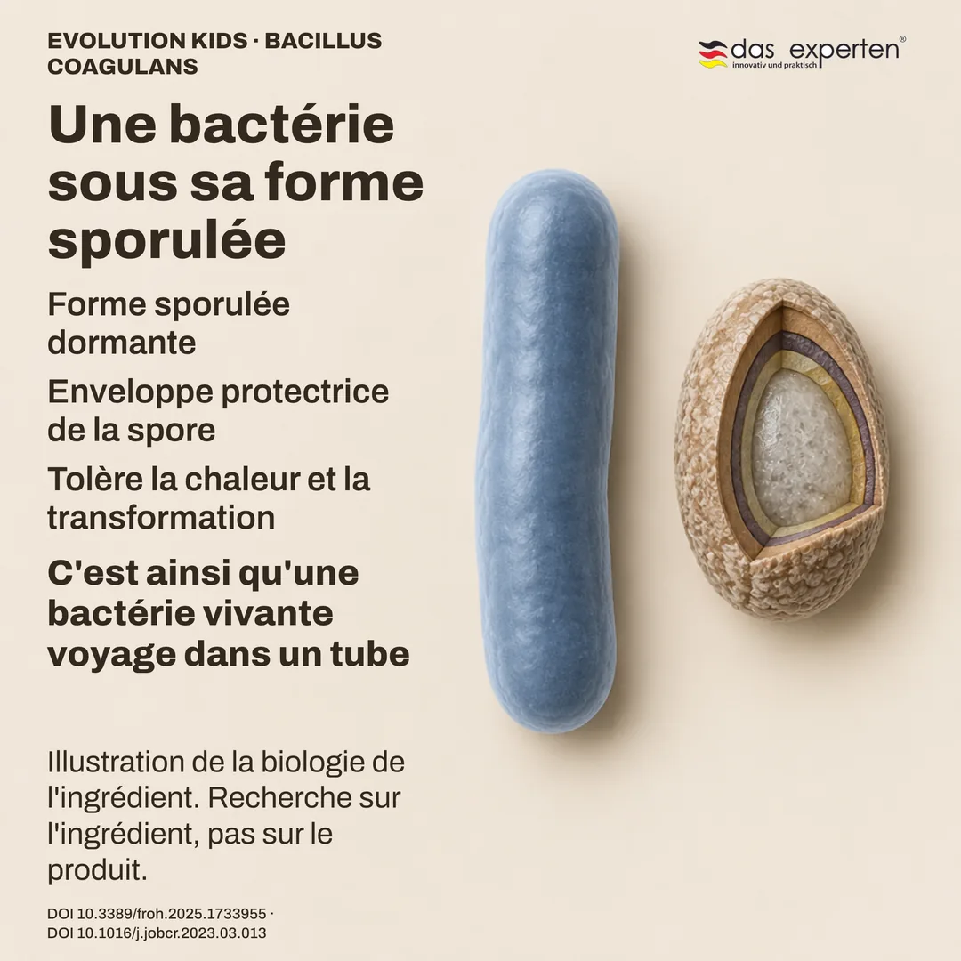 Schéma d'une spore dormante de Bacillus coagulans avec son enveloppe, à côté de la forme bacille : illustration