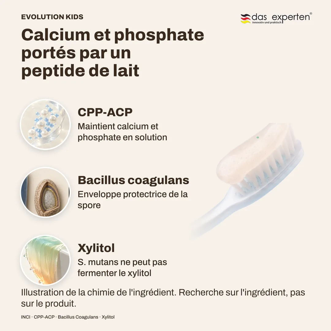 Calcium et phosphate portés par un peptide de lait · Bacillus coagulans · Xylitol