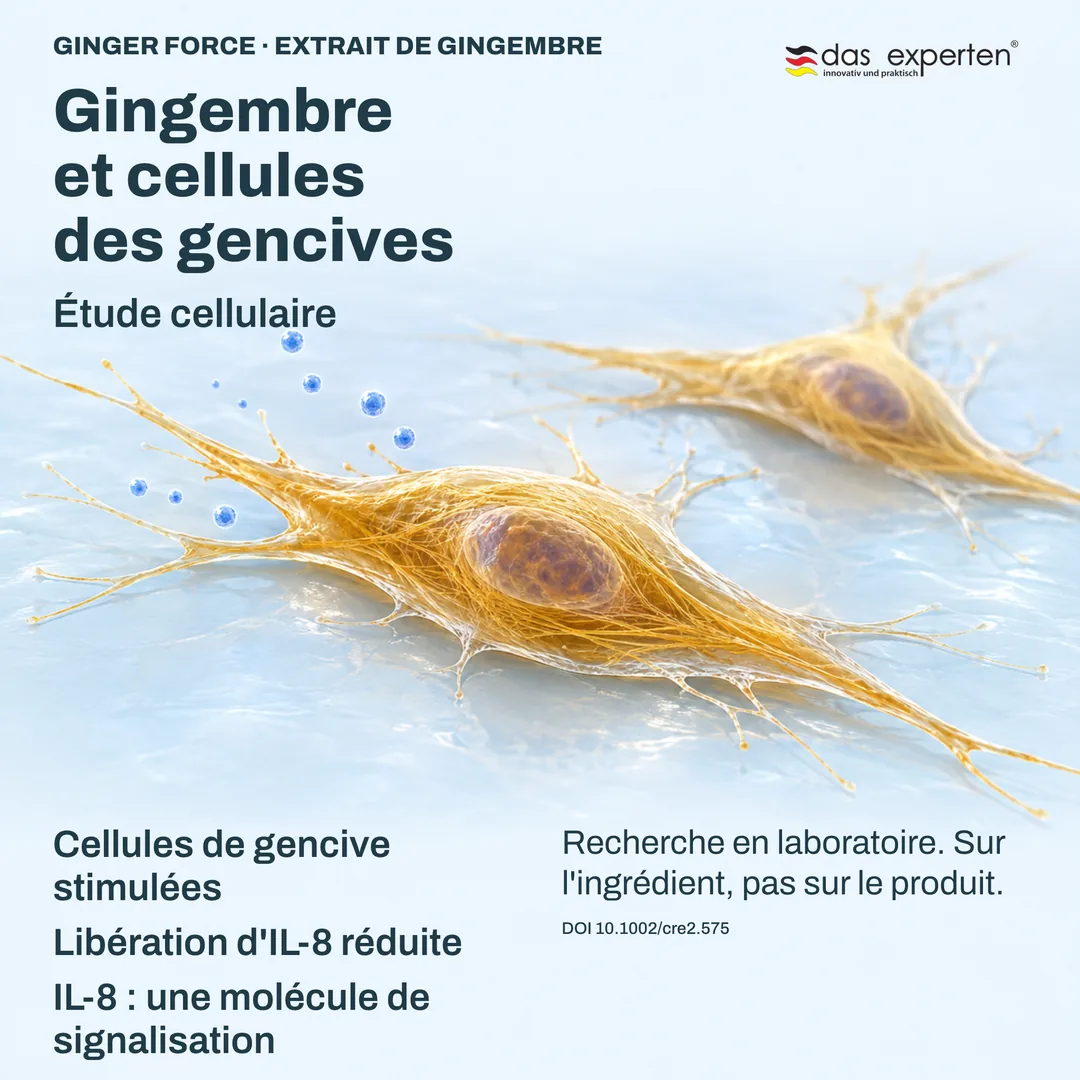 Illustration : cellules de gencive stimulées libérant moins d'IL-8, molécule de signalisation, avec l'extrait de gingembre