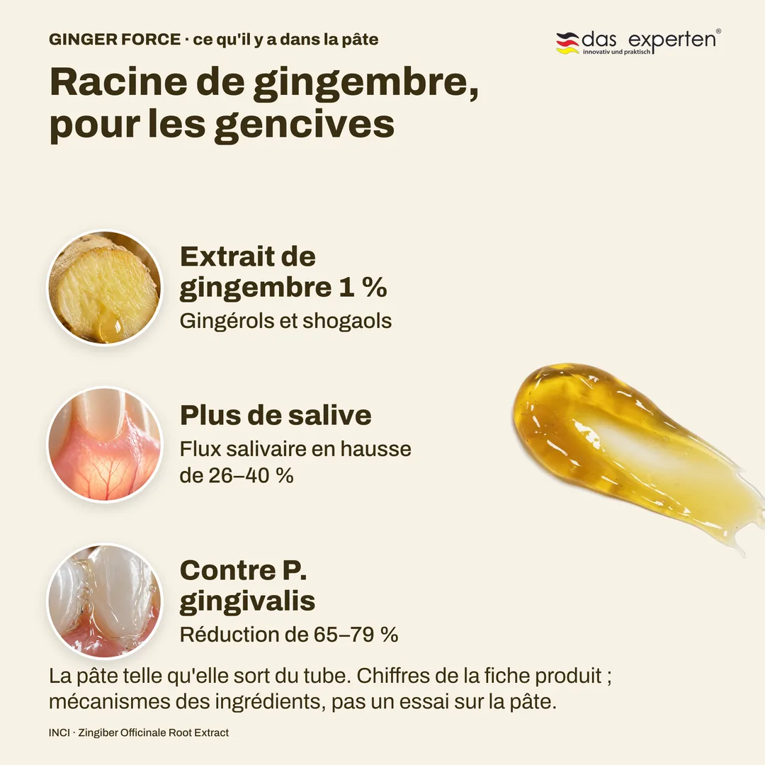 Racine de gingembre, pour les gencives — Extrait de gingembre 1 %; Plus de salive; Contre P. gingivalis