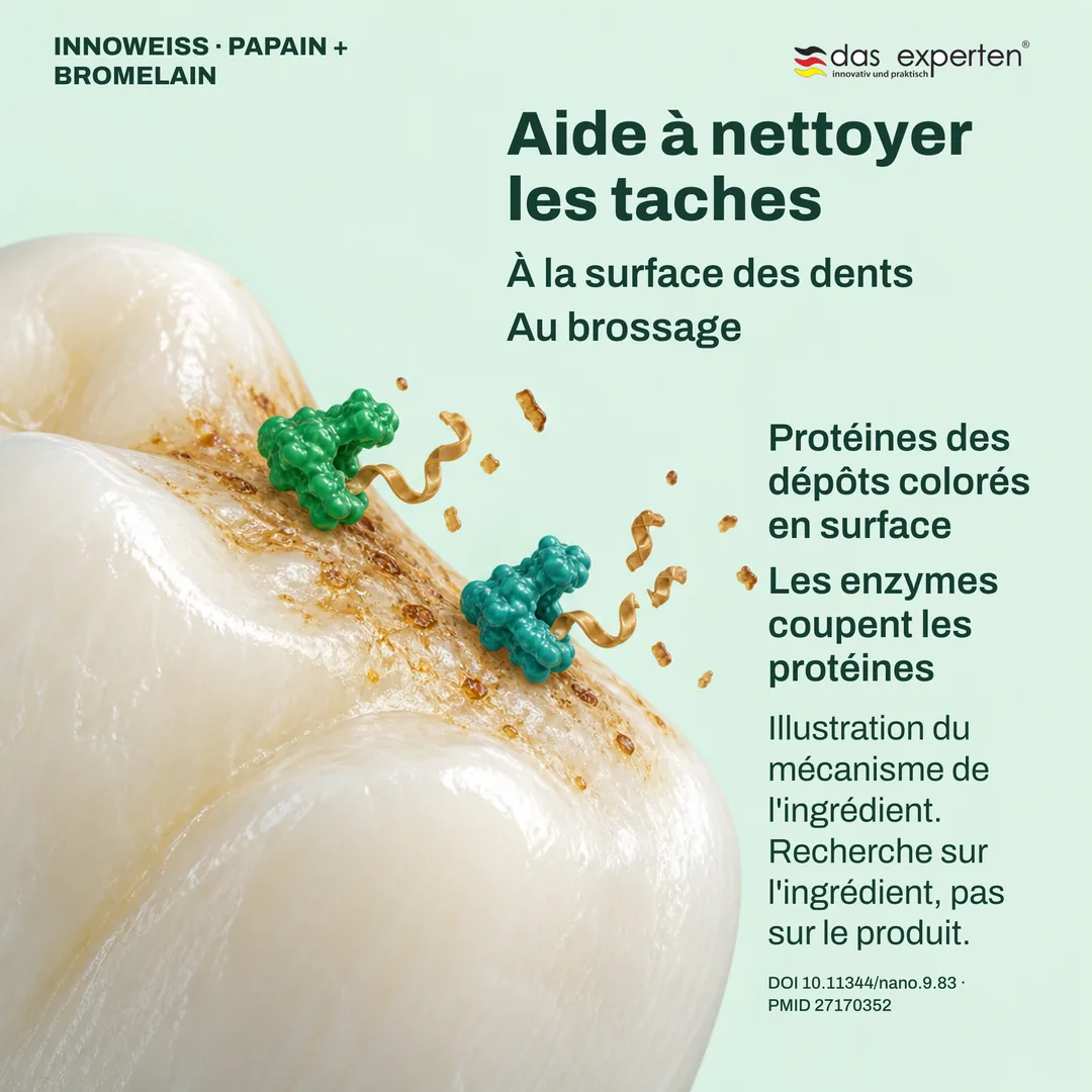 Illustration d'enzymes coupant les protéines des dépôts colorés en surface des dents : aide à nettoyer les taches