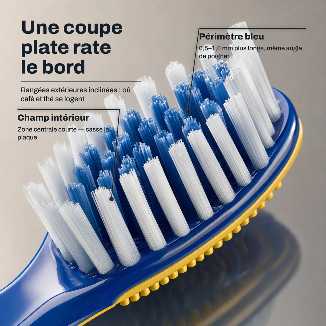 Une coupe plate rate le bord — Rangées extérieures inclinées : où café et thé se logent · Périmètre bleu: 0,5–1,0 mm plus longs, même angle de poignet · Champ intérieur: Zone centrale courte — casse la plaque
