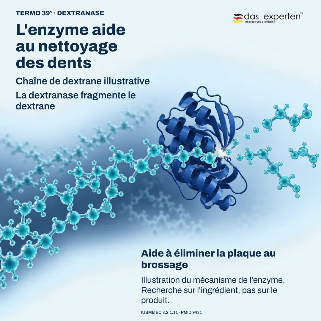Illustration de la dextranase fragmentant une chaîne de dextrane : l'enzyme aide à éliminer la plaque au brossage