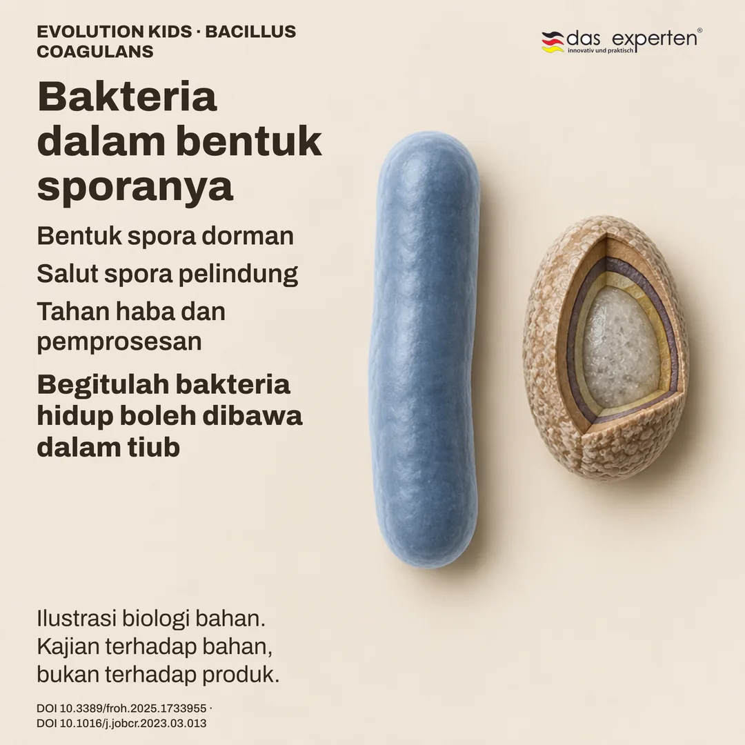 Skema spora dorman Bacillus coagulans dengan salut pelindung di sebelah bentuk rod: ilustrasi bahan