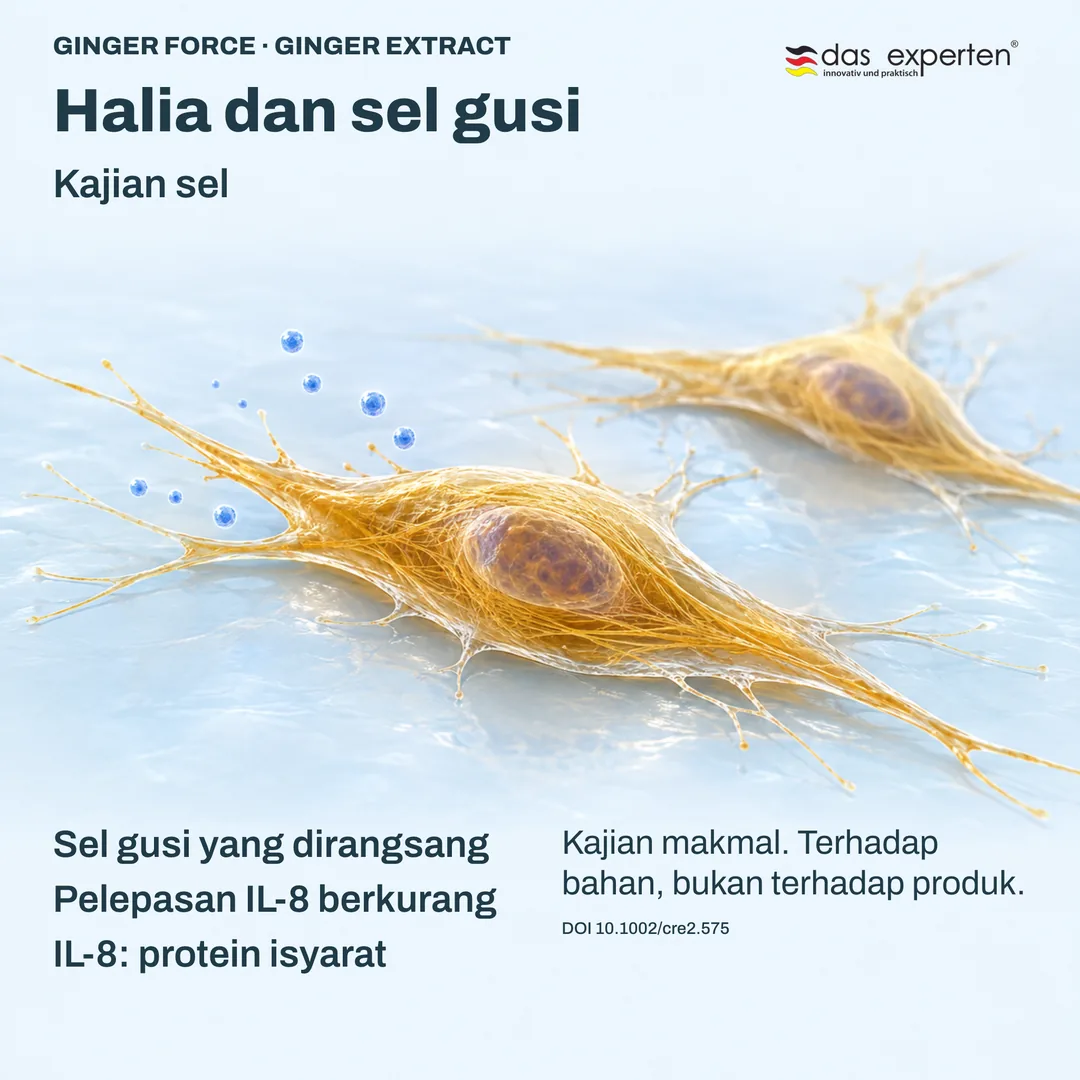 Ilustrasi sel gusi yang dirangsang dengan ekstrak halia: pelepasan IL-8 berkurang dalam kajian sel