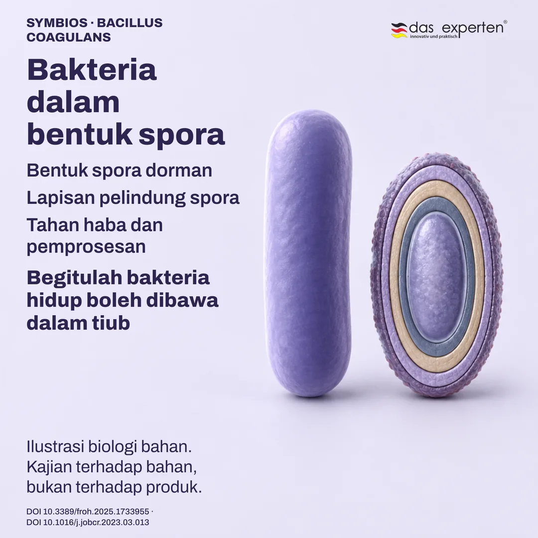 Ilustrasi spora dorman dengan lapisan pelindung di sebelah sel vegetatif: biologi bahan