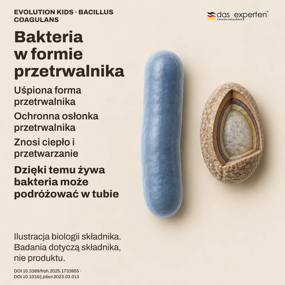 Schemat uśpionego przetrwalnika Bacillus coagulans z osłonką obok formy pałeczki: ilustracja składnika