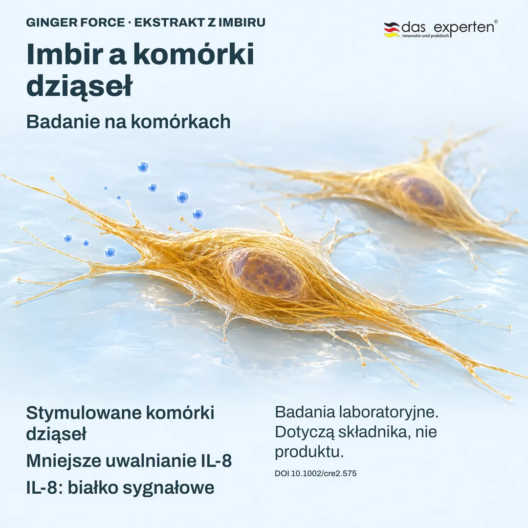Ilustracja: stymulowane komórki dziąseł uwalniają mniej IL-8, białka sygnałowego, z ekstraktem z imbiru w badaniu komórek