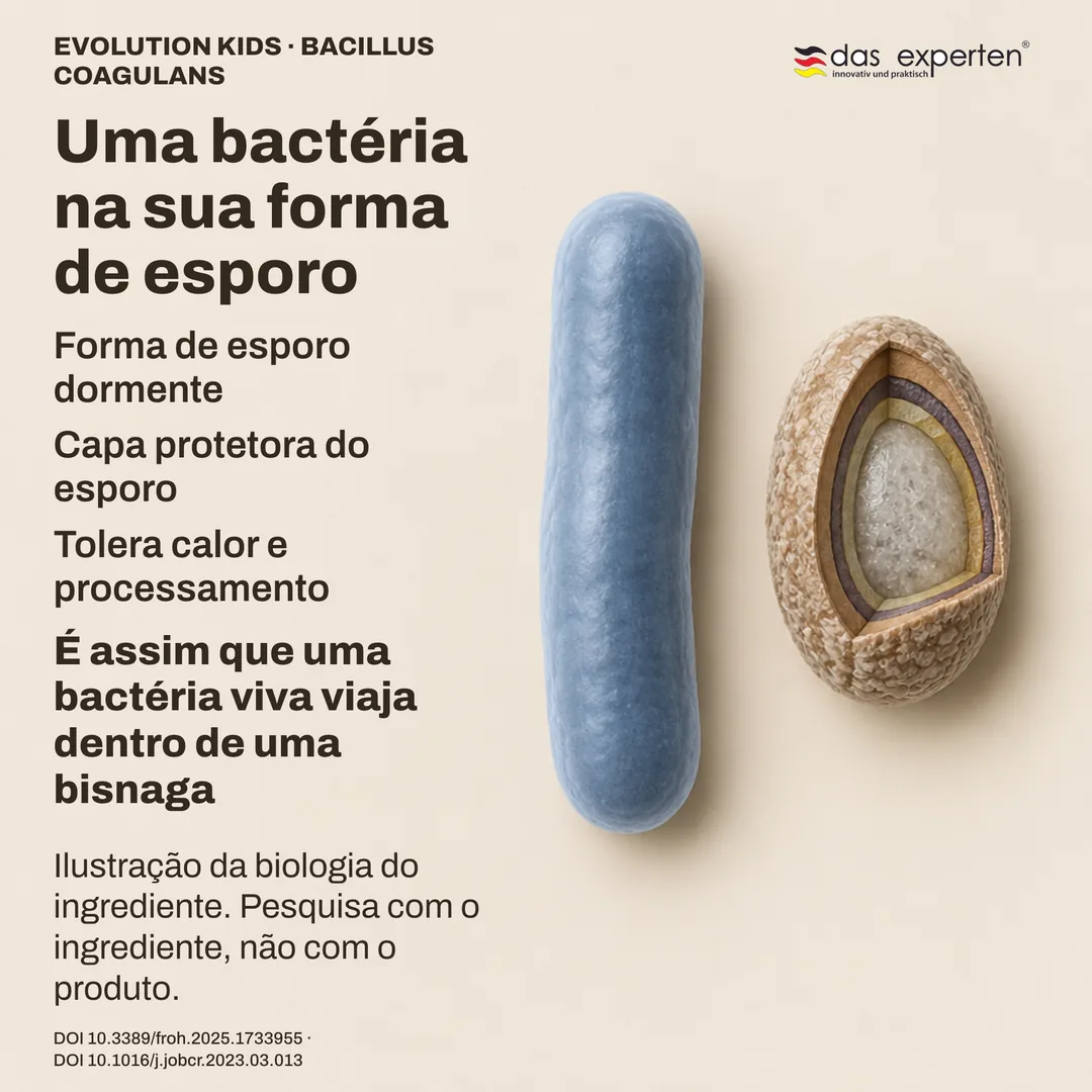 Esquema de um esporo dormente de Bacillus coagulans com sua capa ao lado da forma em bastonete: ilustração