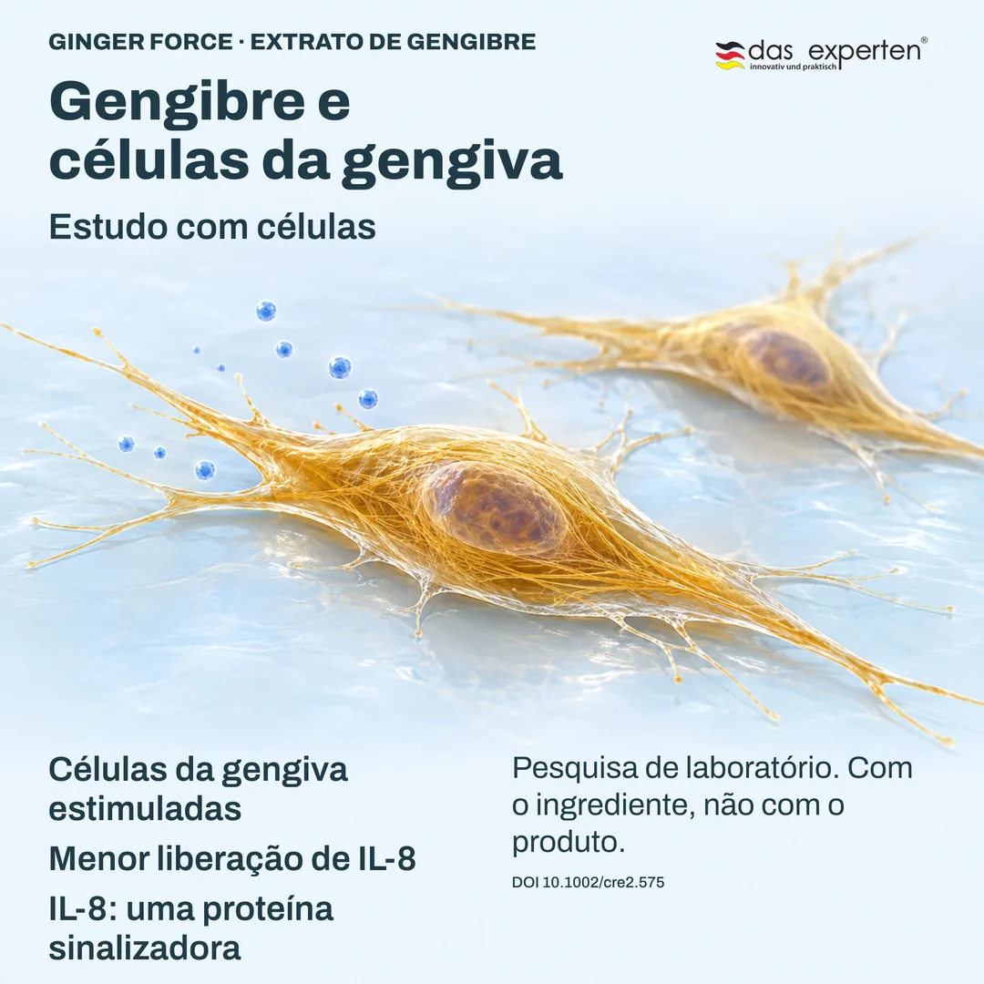 Ilustração de células da gengiva estimuladas liberando menos IL-8, uma proteína sinalizadora, com extrato de gengibre