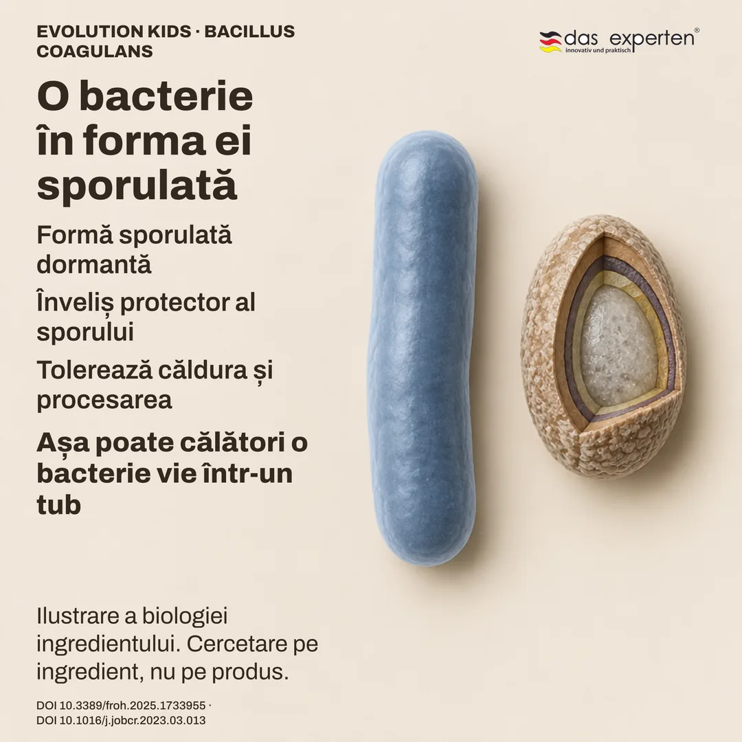 Schemă a unui spor dormant de Bacillus coagulans cu învelișul său, lângă forma de bastonaș: ilustrație