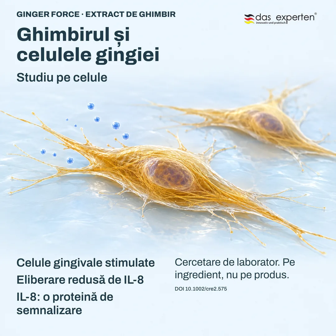 Ilustrație: celule gingivale stimulate eliberează mai puțin IL-8, proteină de semnalizare, cu extract de ghimbir, în studiu pe celule