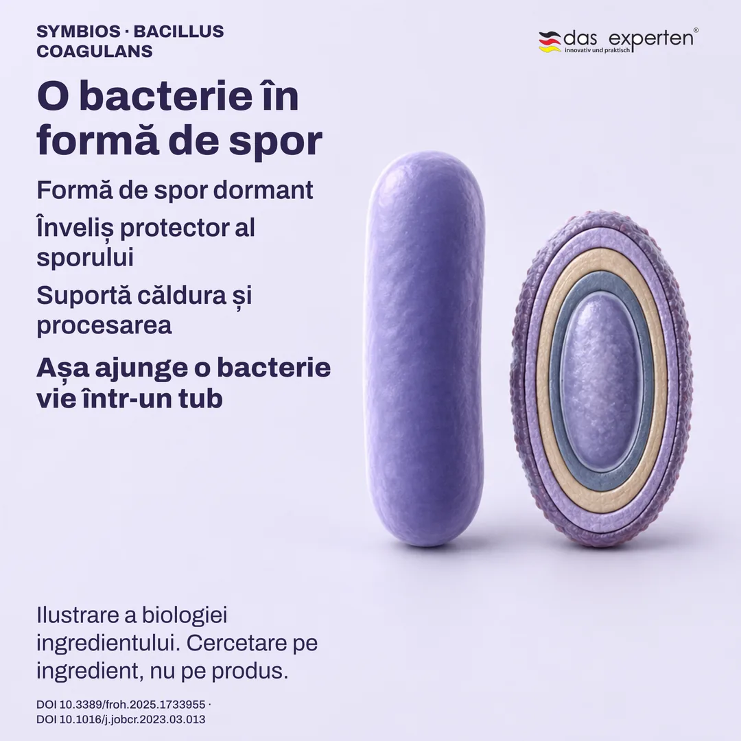 Spor dormant ilustrat cu învelișul protector, alături de o celulă vegetativă: biologia ingredientului