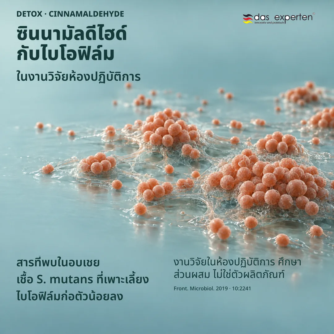 ภาพประกอบเชื้อ S. mutans ที่เพาะเลี้ยงกับซินนามัลดีไฮด์จากอบเชย ไบโอฟิล์มก่อตัวน้อยลงในห้องปฏิบัติการ