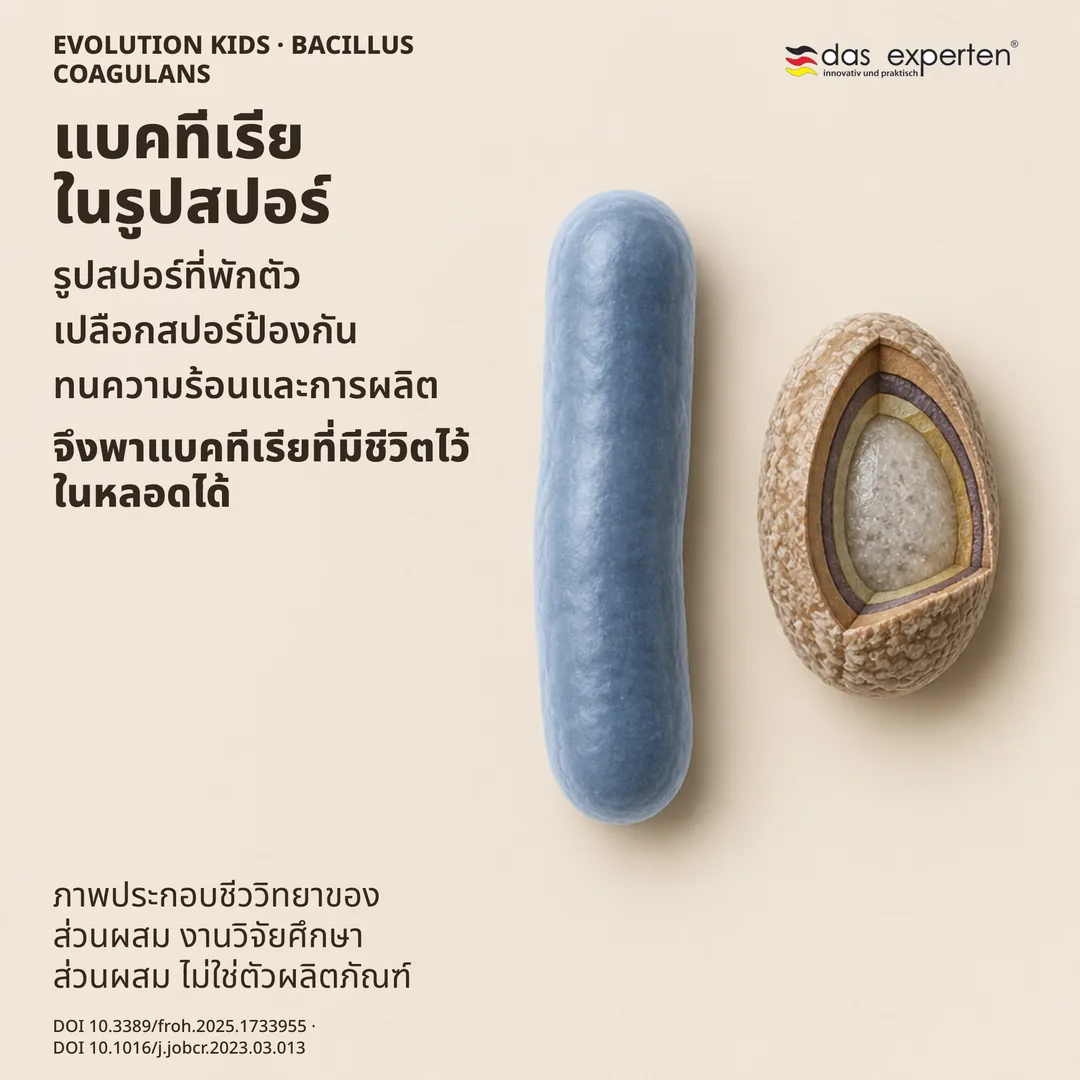 แผนภาพสปอร์พักตัวของ Bacillus coagulans พร้อมเปลือกป้องกัน ข้างรูปแท่ง ภาพประกอบส่วนผสม