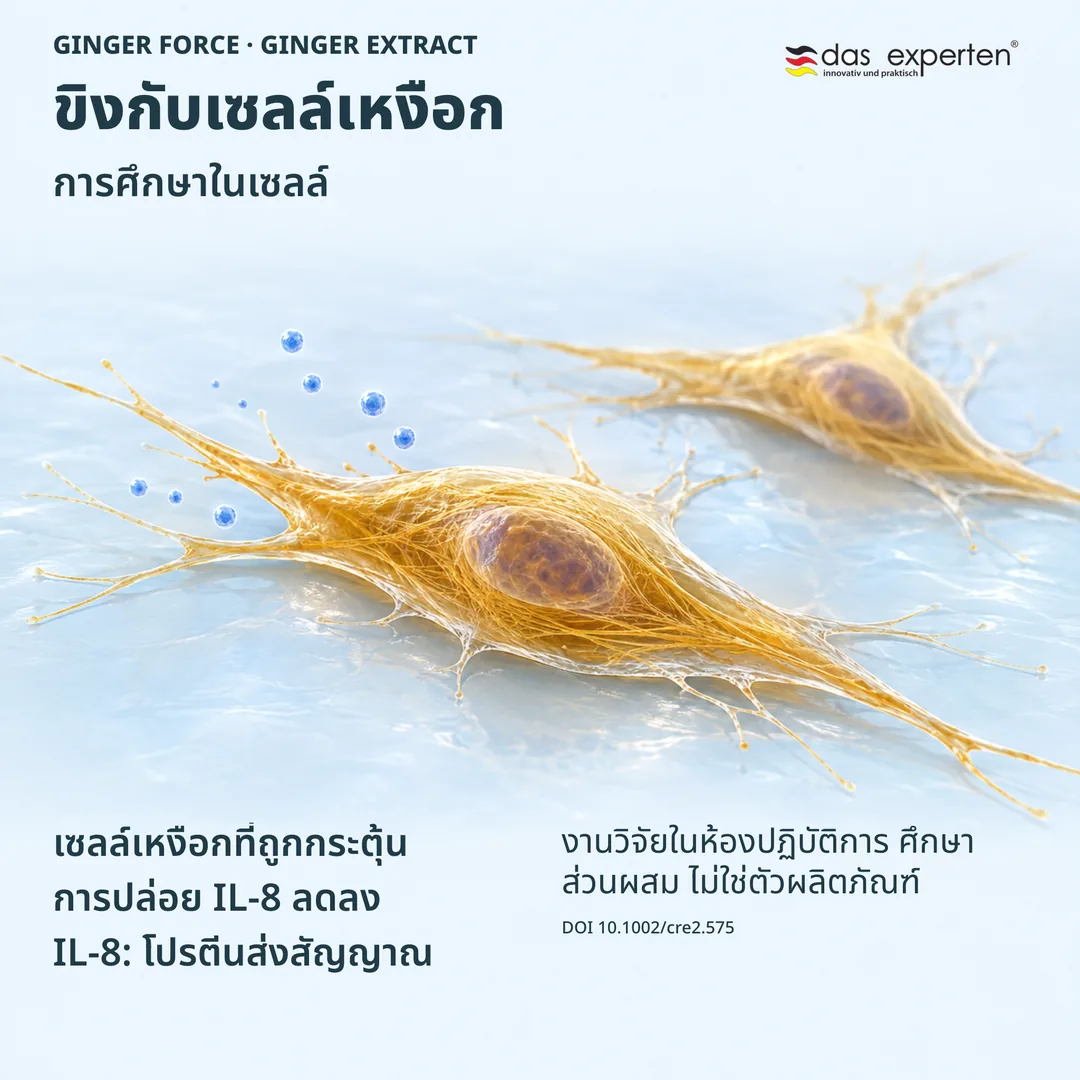 ภาพประกอบเซลล์เหงือกที่ถูกกระตุ้นกับสารสกัดขิง การปล่อย IL-8 ลดลงในการศึกษาในเซลล์