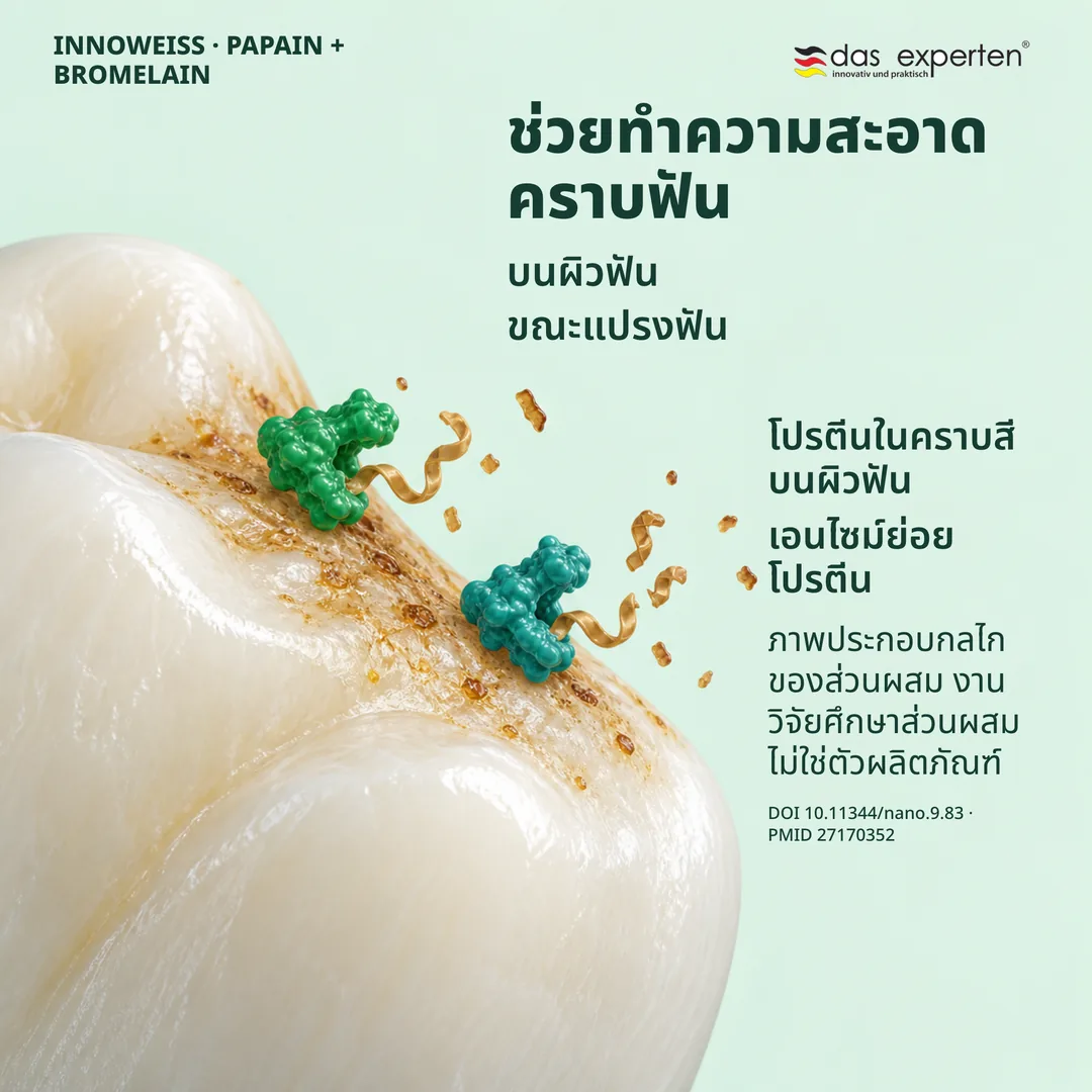 ภาพประกอบปาเปนและโบรมีเลนย่อยโปรตีนในคราบบนผิวฟัน ช่วยทำความสะอาดคราบขณะแปรงฟัน