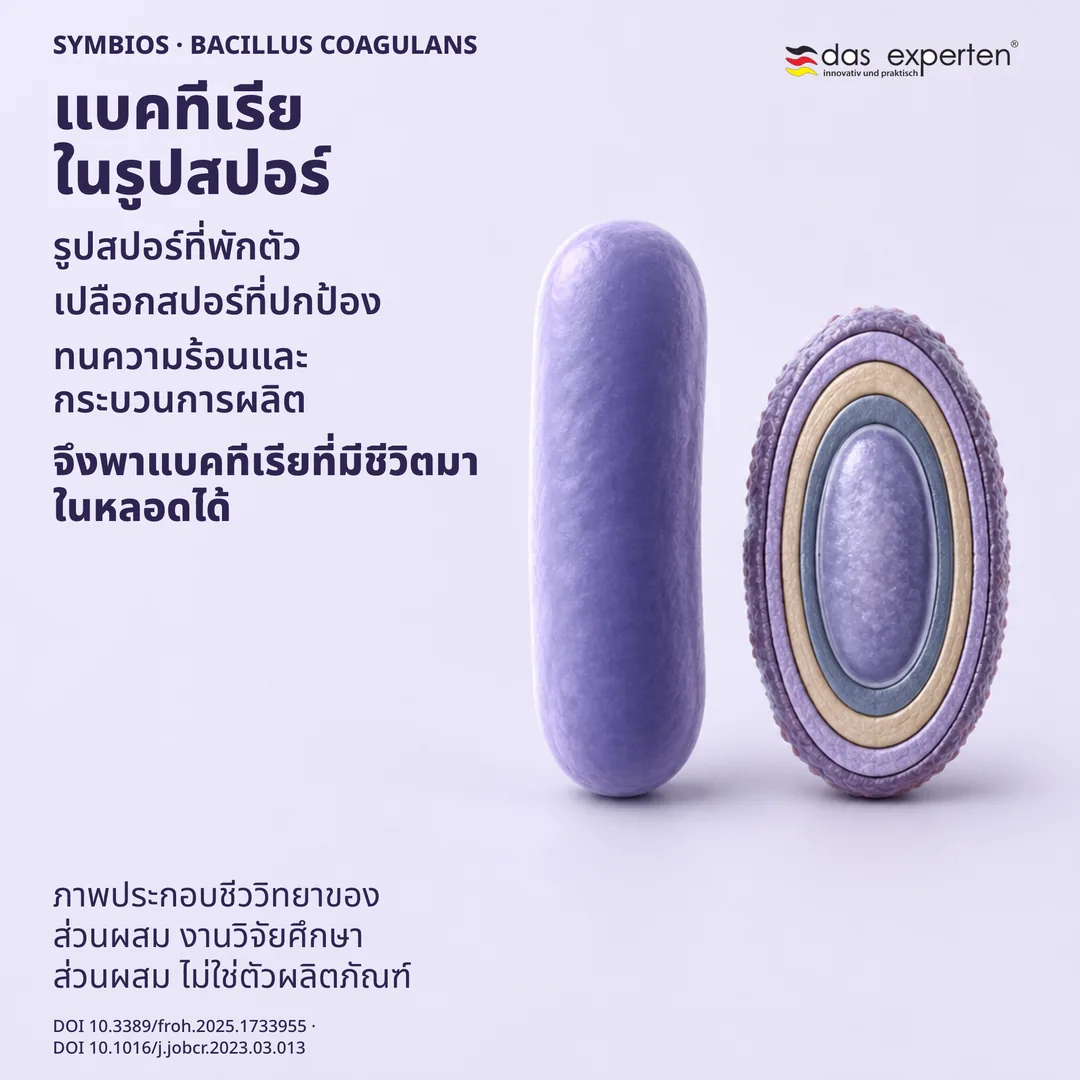 ภาพประกอบสปอร์ที่พักตัวพร้อมเปลือกปกป้อง เคียงข้างเซลล์ระยะเจริญ แสดงชีววิทยาของส่วนผสม