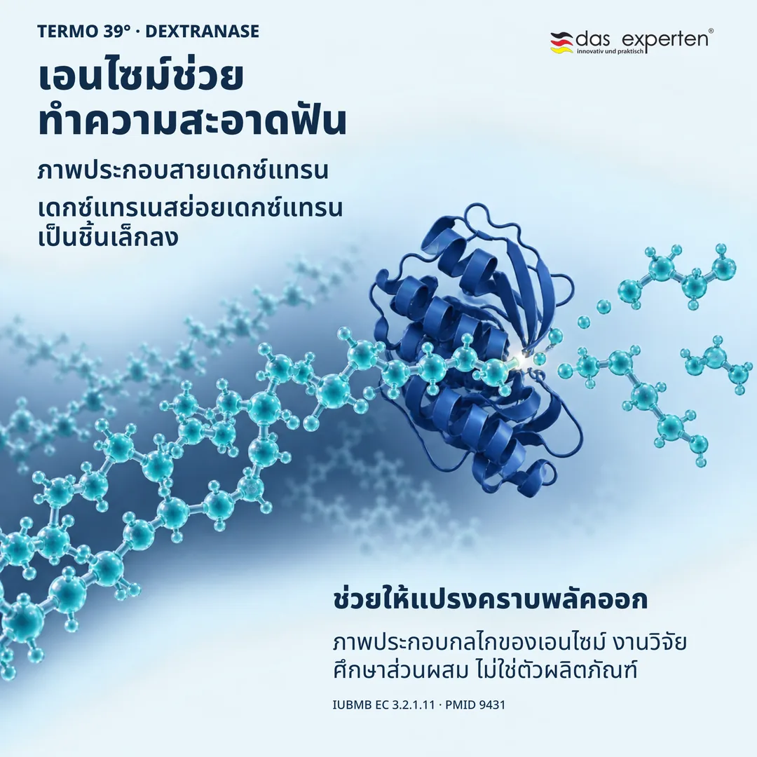 ภาพประกอบเอนไซม์เดกซ์แทรเนสย่อยสายเดกซ์แทรน ช่วยให้แปรงคราบพลัคออก