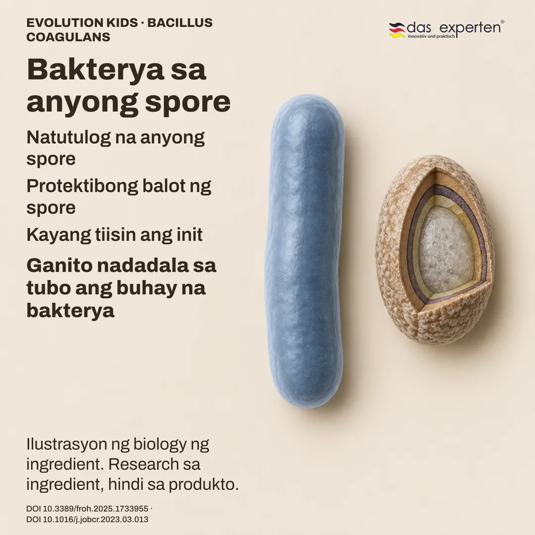 Skema ng natutulog na spore ng Bacillus coagulans na may balot, katabi ang rod form: ilustrasyon ng ingredient