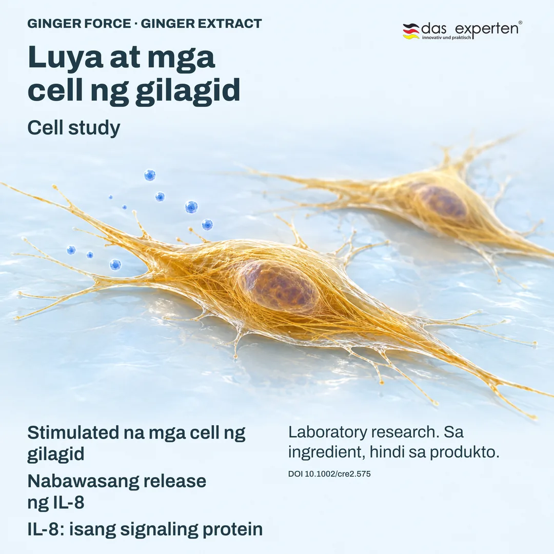 Ilustrasyon ng stimulated na mga cell ng gilagid at ginger extract: nabawasang release ng IL-8 sa cell study
