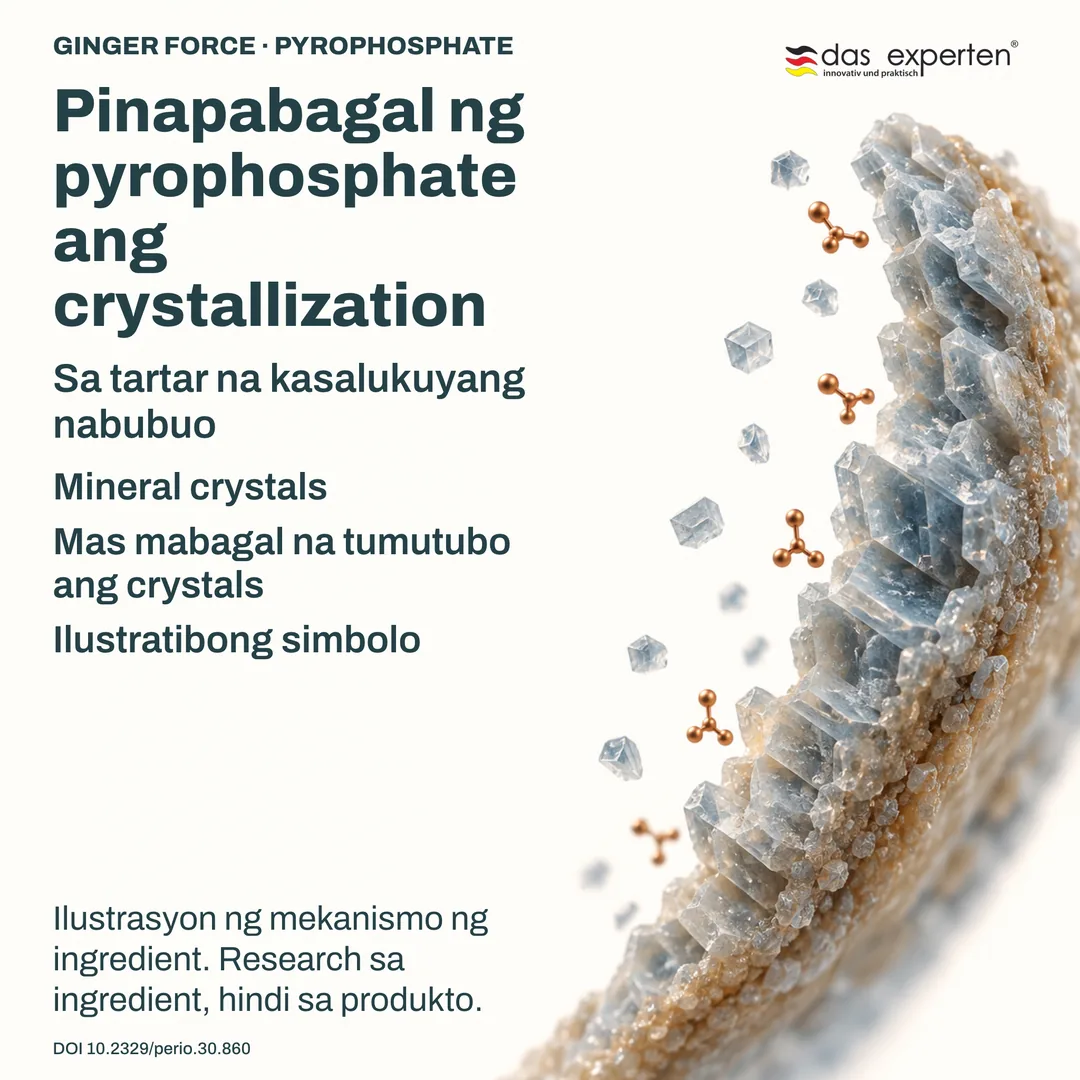 Ilustrasyon ng mineral crystals sa tartar na kasalukuyang nabubuo: pinapabagal ng pyrophosphate ang crystallization