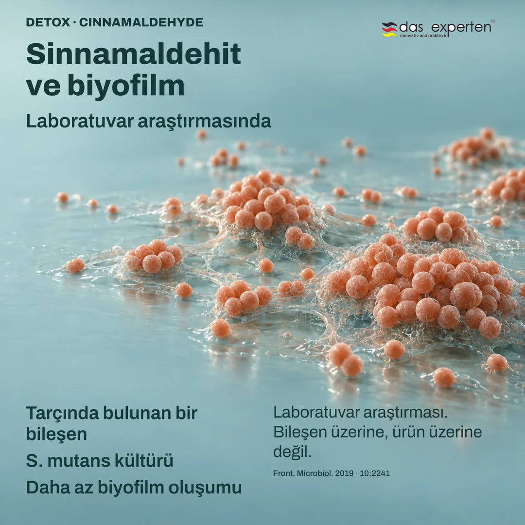 Tarçın bileşeni sinnamaldehit ile S. mutans kültürünün laboratuvar illüstrasyonu: daha az biyofilm oluşumu