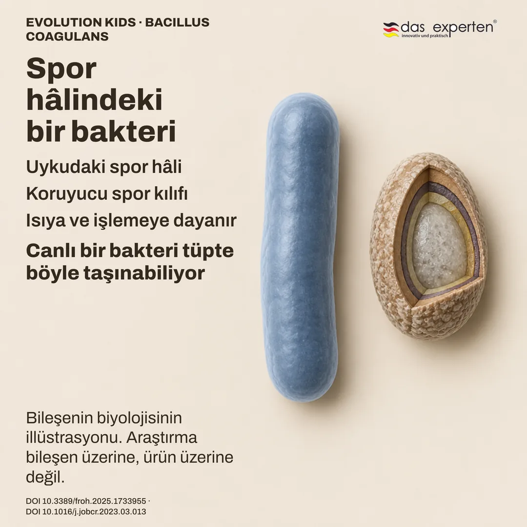 Koruyucu kılıflı uykudaki Bacillus coagulans sporunun, çubuk hâlinin yanındaki şeması: bileşen illüstrasyonu