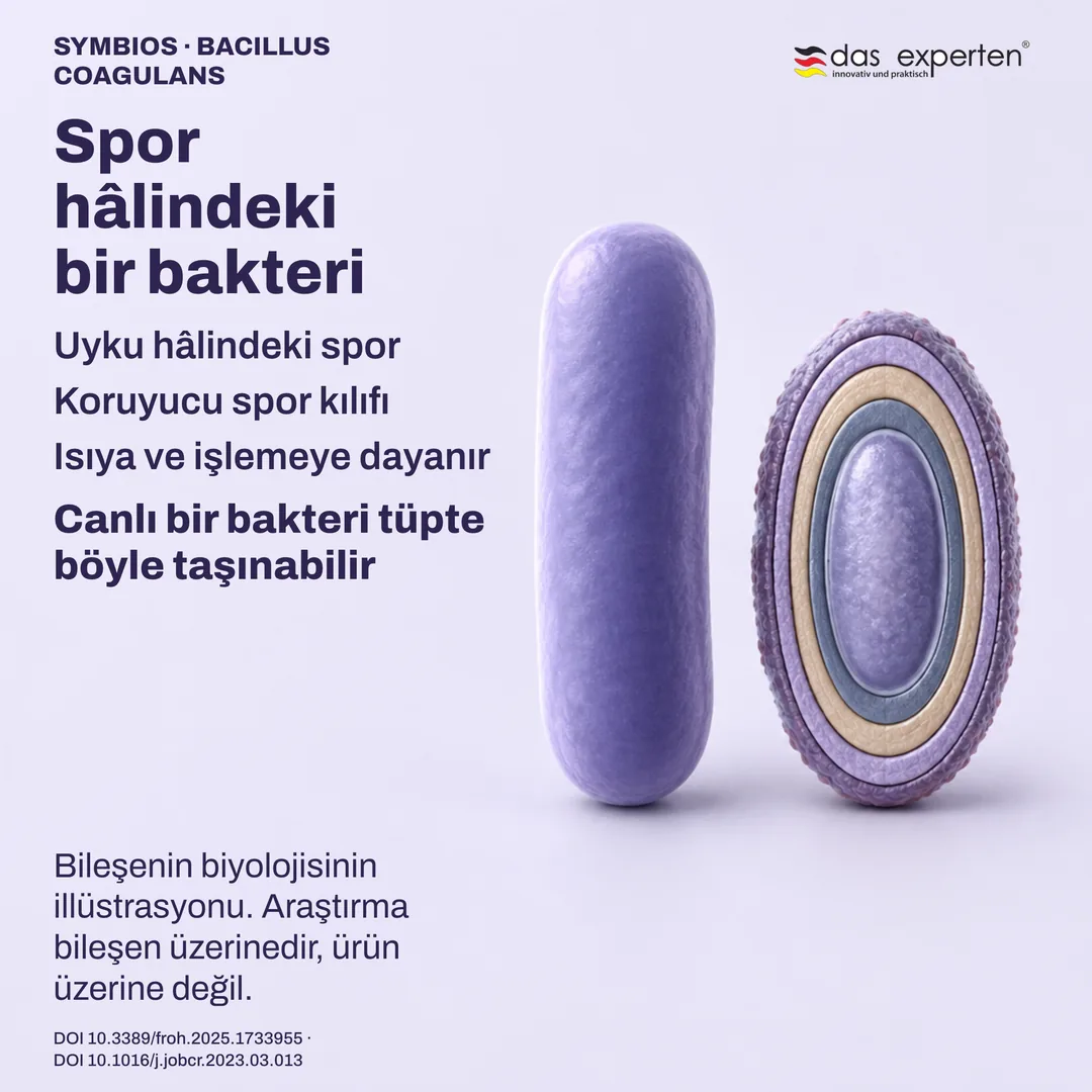 Koruyucu kılıfıyla uyku hâlindeki temsili spor ve yanında vejetatif hücre: bileşenin biyolojisi