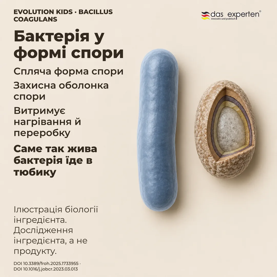 Схема сплячої спори Bacillus coagulans із захисною оболонкою поряд із паличкою: ілюстрація інгредієнта