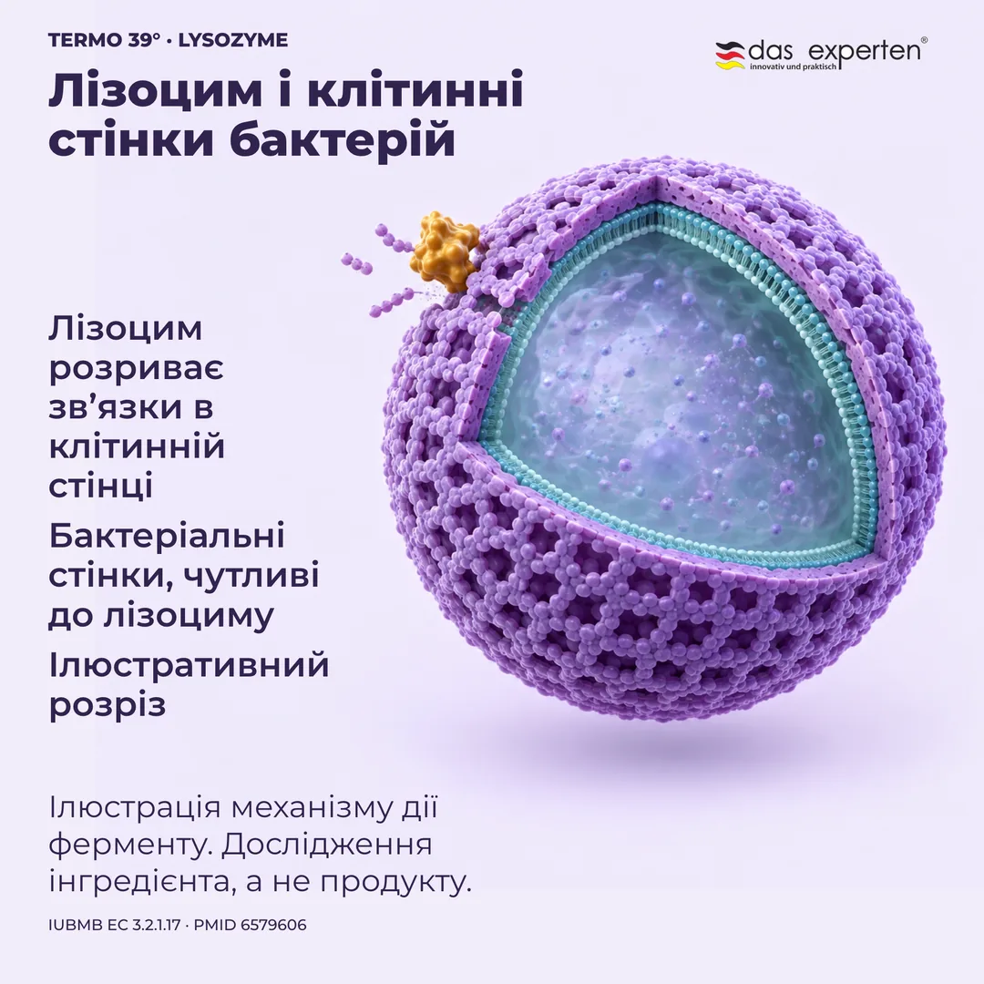 Ілюстративний розріз: лізоцим розриває зв’язки в чутливій до лізоциму клітинній стінці бактерії