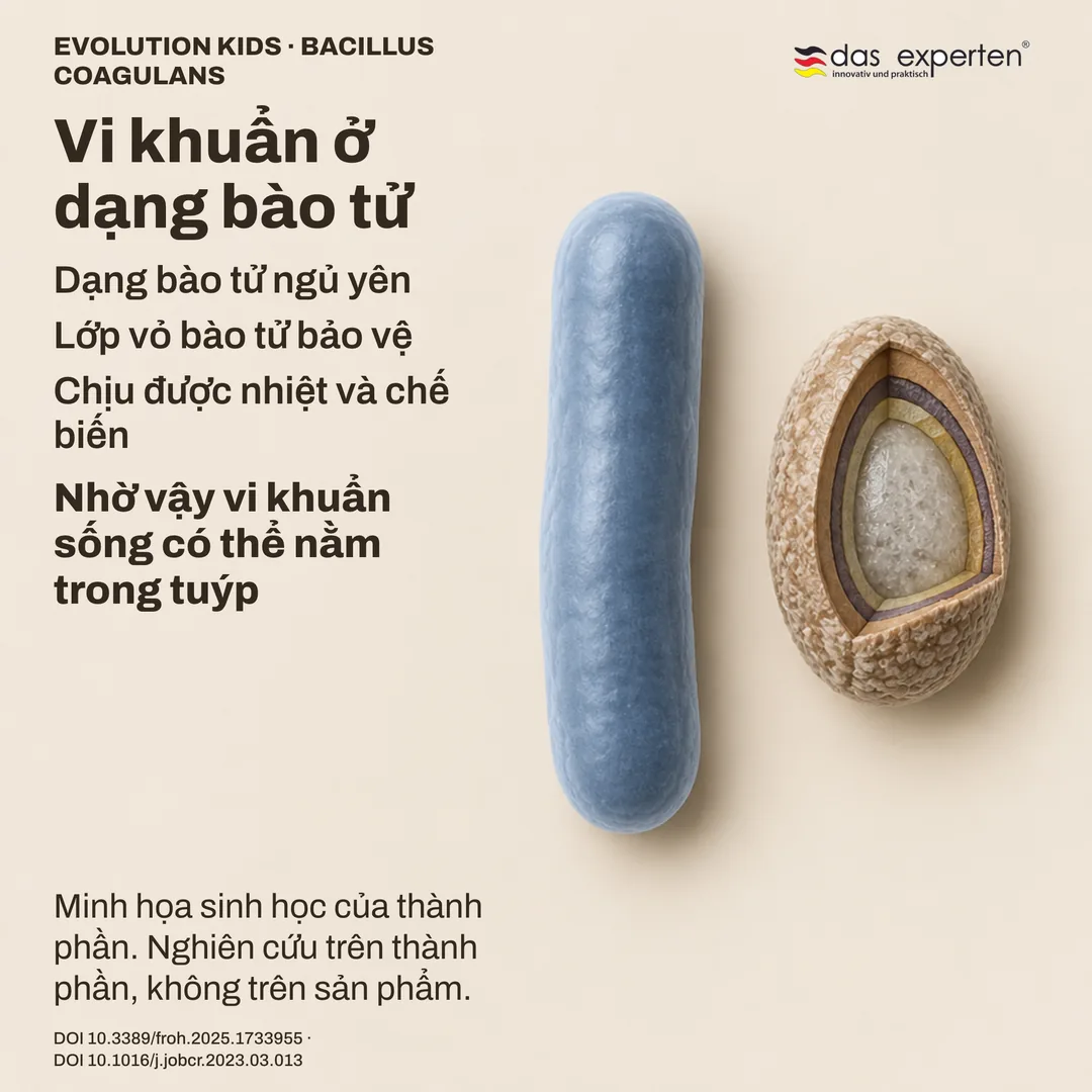 Sơ đồ bào tử Bacillus coagulans ngủ yên với lớp vỏ bảo vệ, bên cạnh dạng trực khuẩn: minh họa thành phần