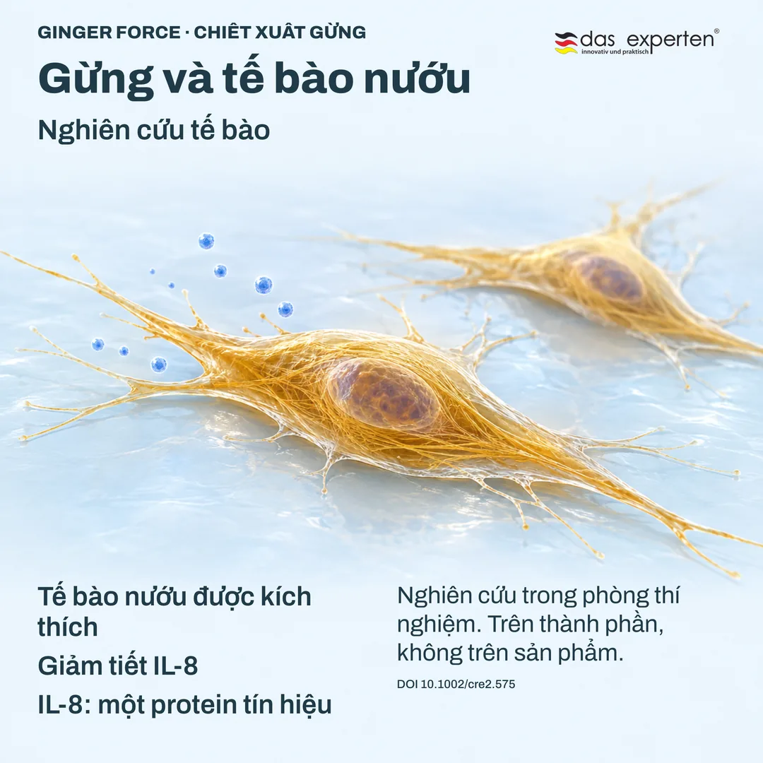 Minh họa tế bào nướu được kích thích giảm tiết IL-8, một protein tín hiệu, với chiết xuất gừng trong nghiên cứu tế bào