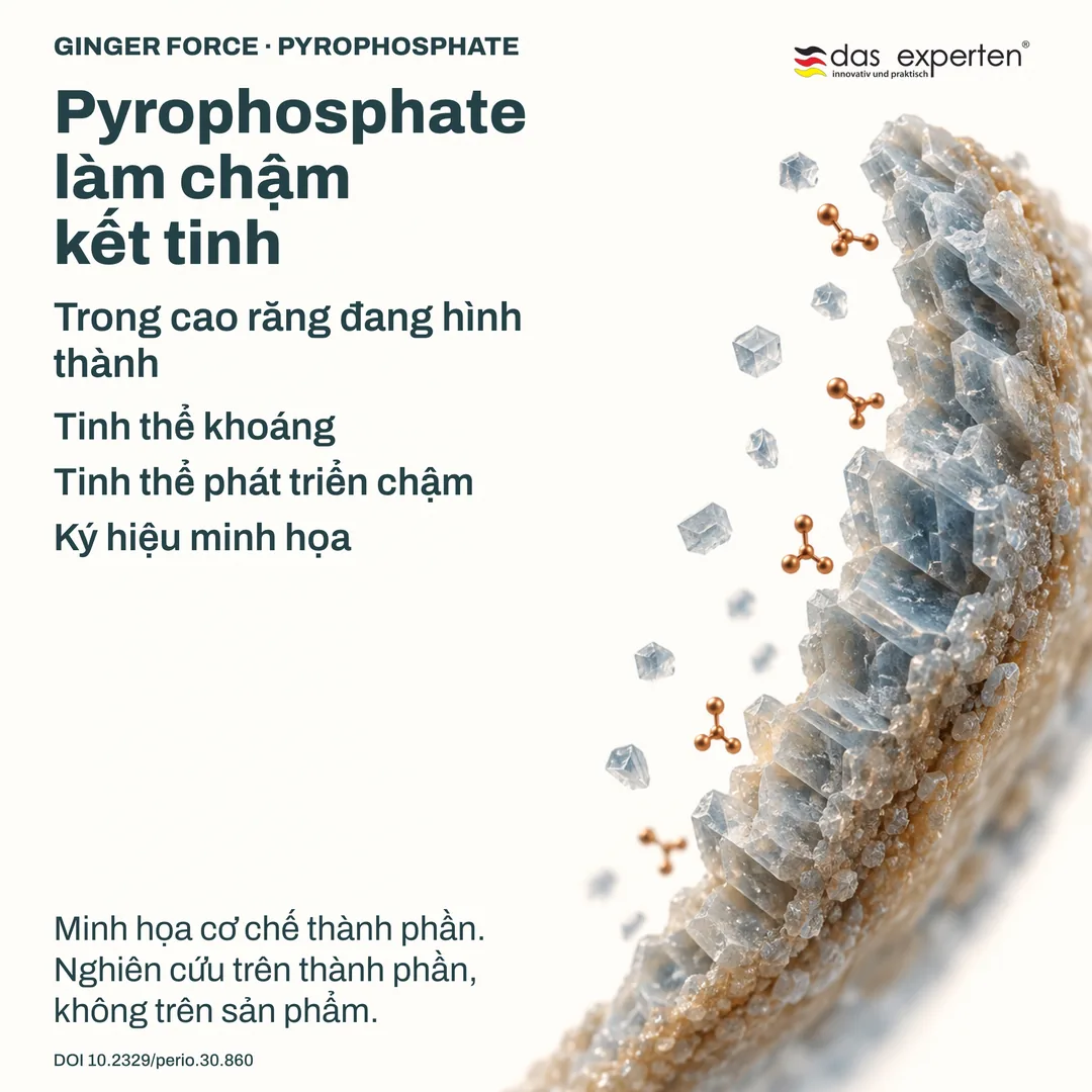 Minh họa tinh thể khoáng trong cao răng đang hình thành phát triển chậm hơn với pyrophosphate